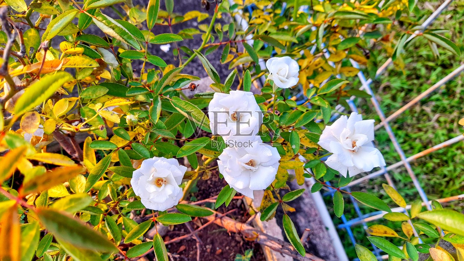 常青玫瑰(Rosa sempervirens)是一种原产于野生玫瑰的物种。照片摄影图片