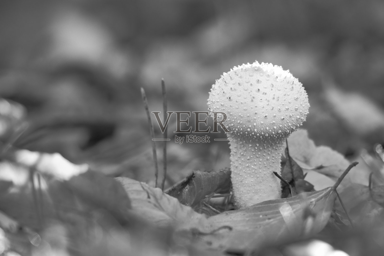 黑白色,森林地面上的白色蘑菇,周围环绕着秋天的落叶照片摄影图片