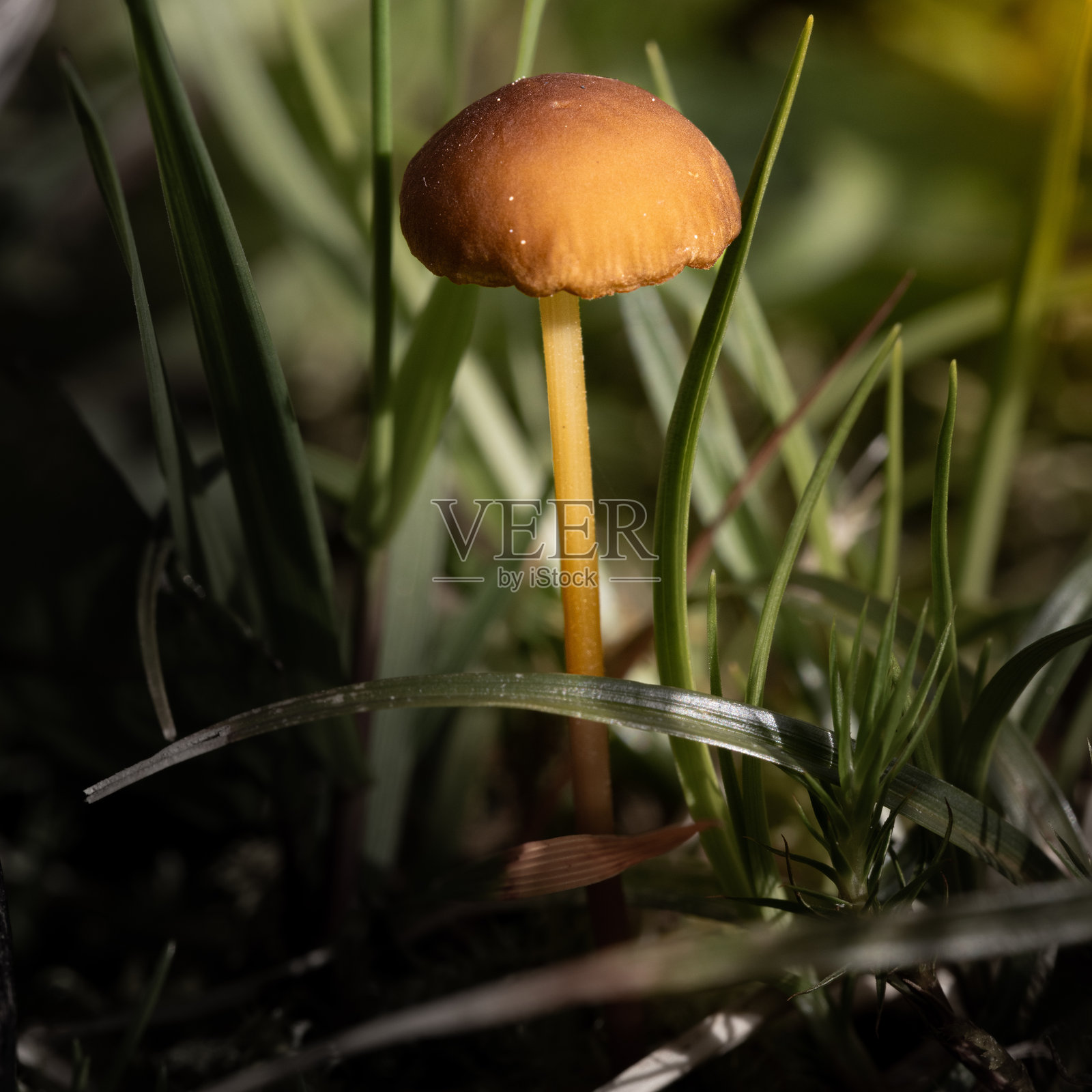 蘑菇照片摄影图片