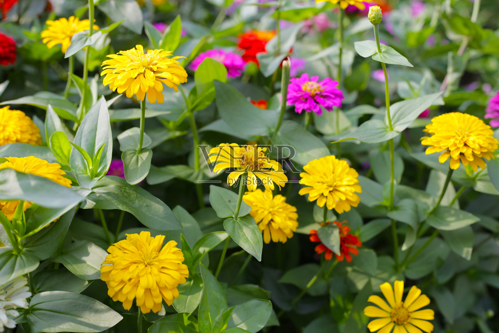 五彩缤纷的百日草花在花园中盛开照片摄影图片