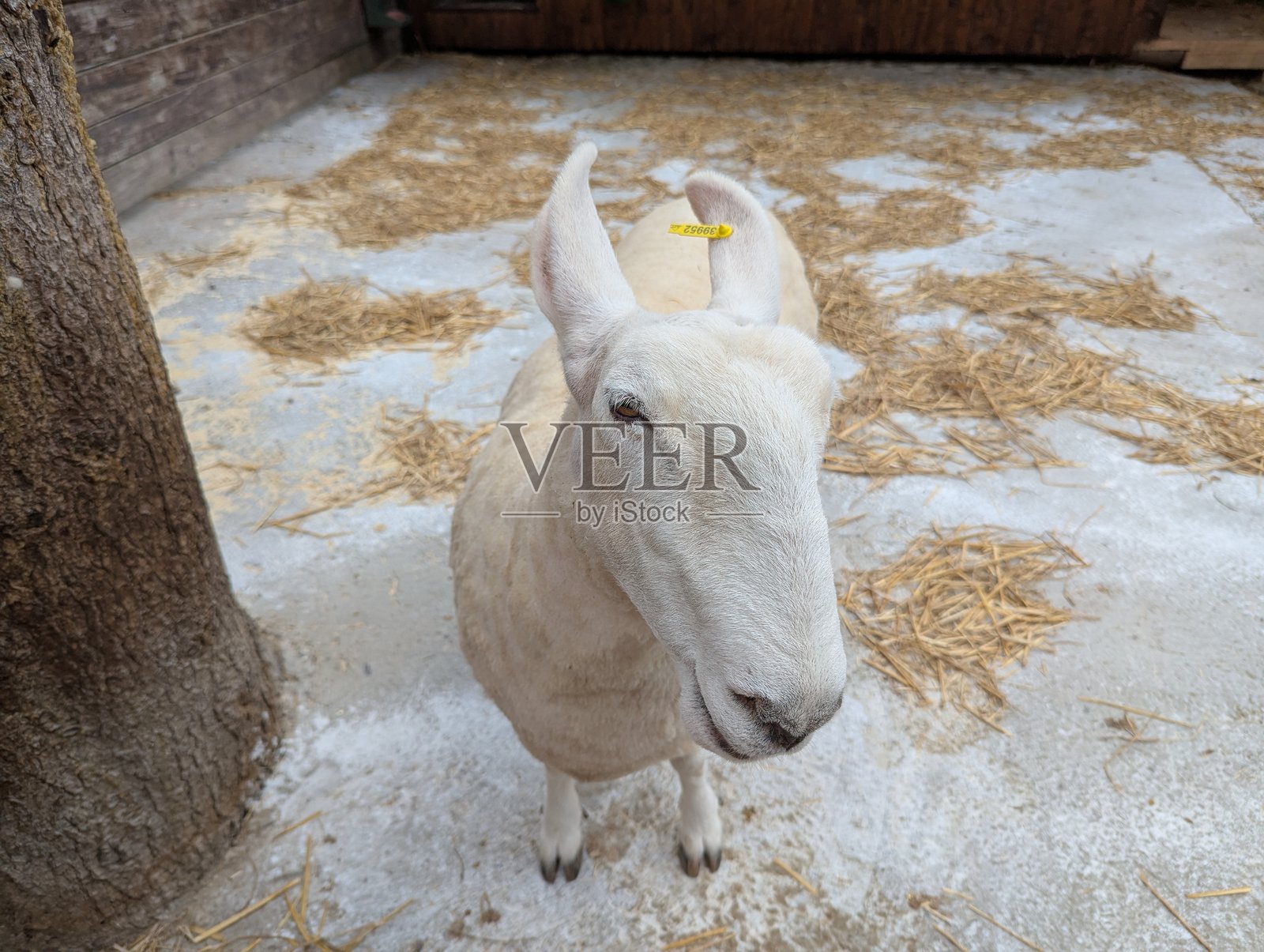 家养羊的肖像照片摄影图片