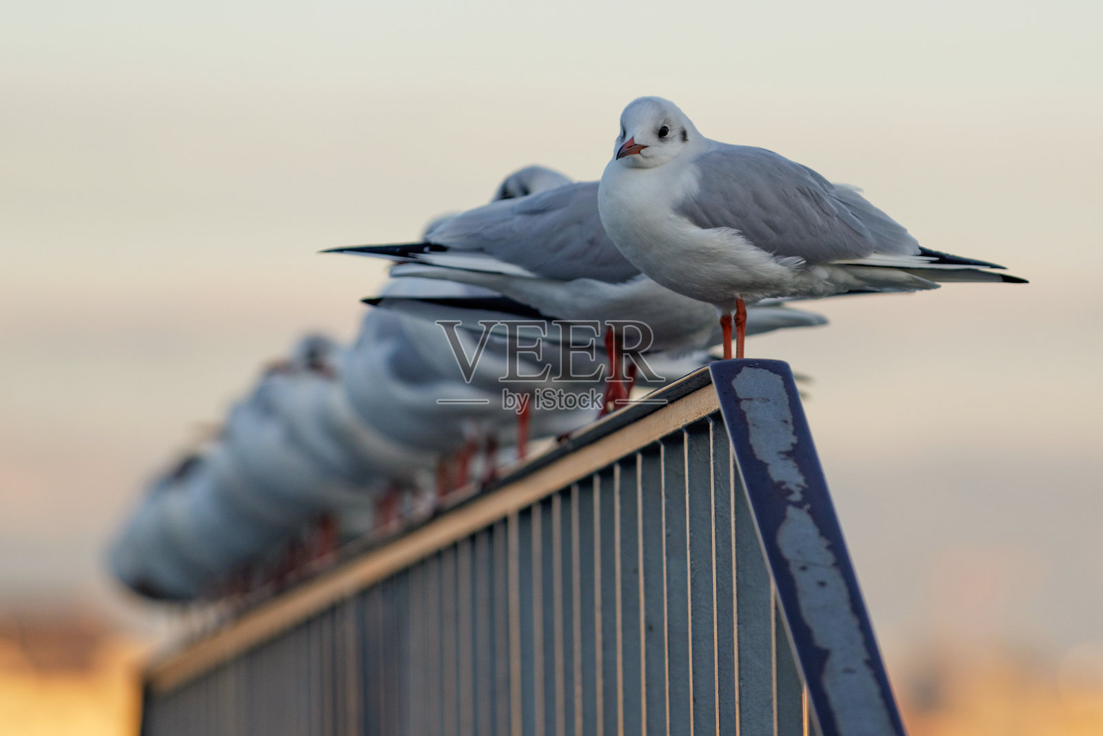 日内瓦港口的海鸥排列照片摄影图片