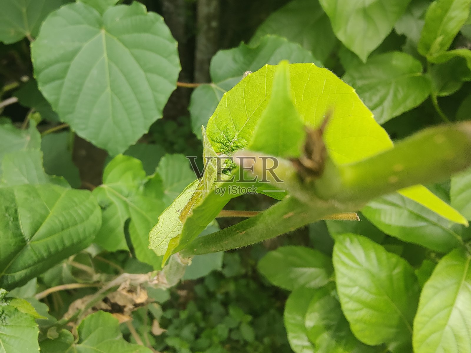 绿色叶子的特写,突显自然之美和清新感照片摄影图片