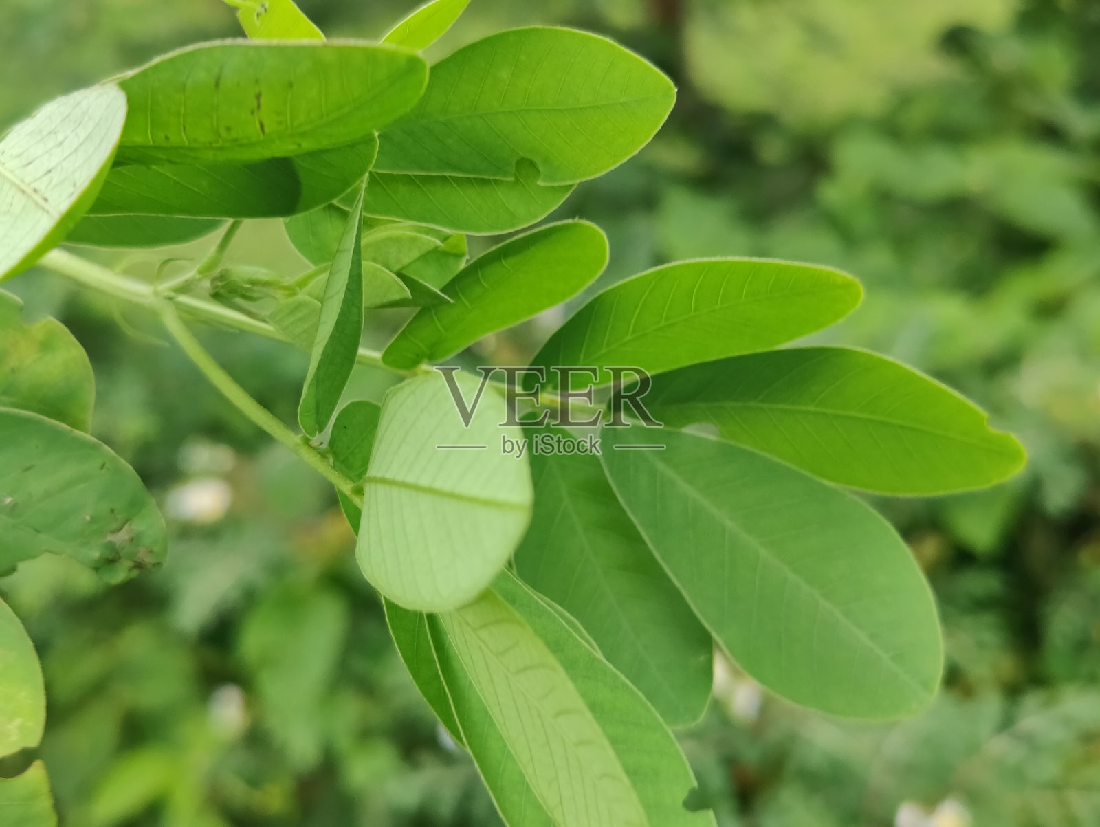 户外明亮绿色热带植物叶子的特写,展现独特的纹理。照片摄影图片