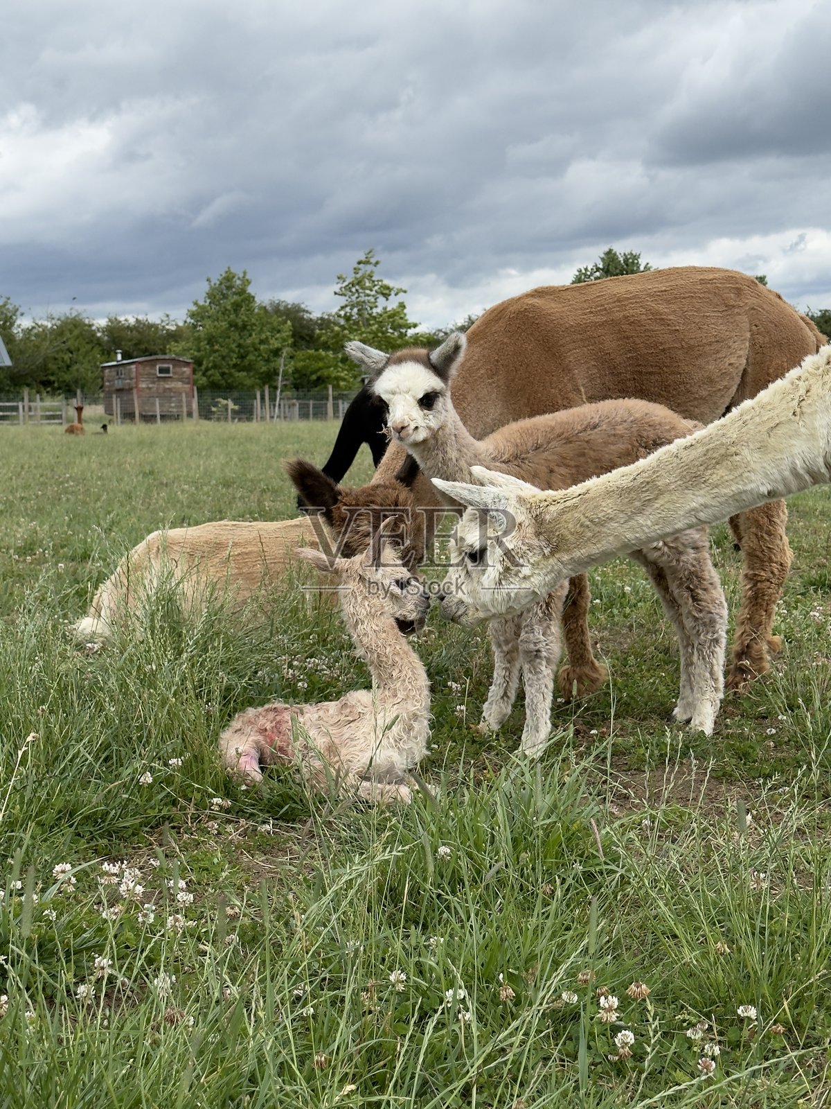 小羊驼与羊群相遇,英格兰北安普顿郡照片摄影图片