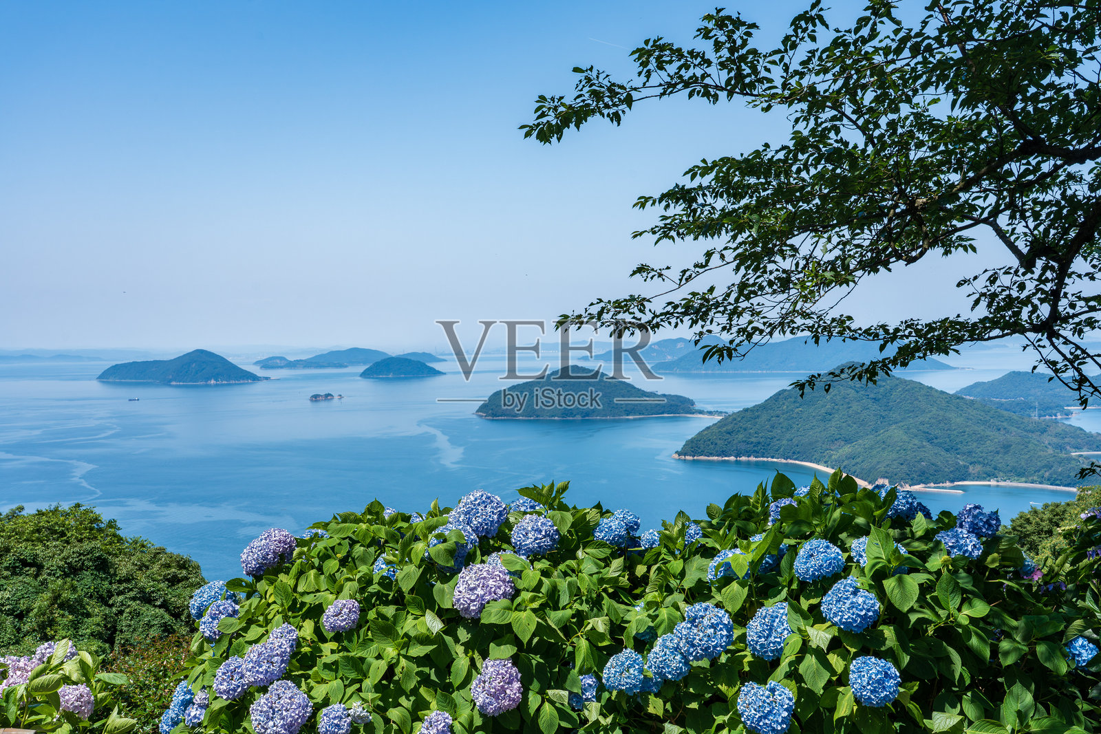 四国香川县三丰市的紫阳花和樱花闻名的紫云山。照片摄影图片