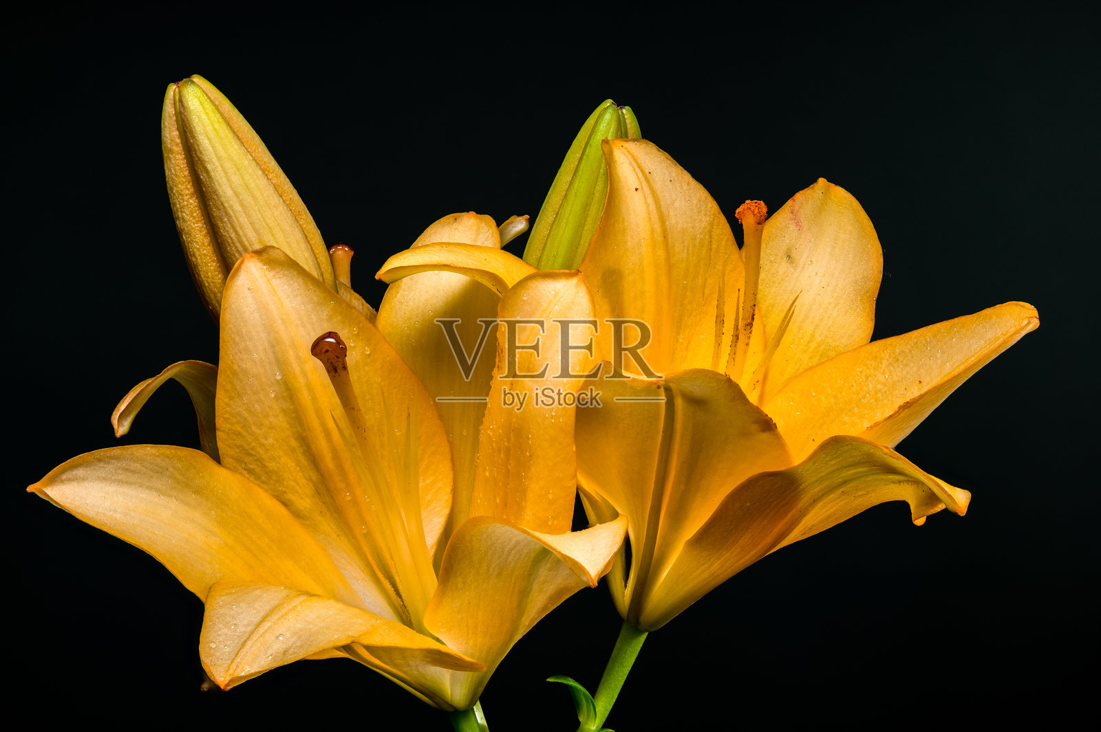 深色背景上的明亮黄色百合花和花苞照片摄影图片