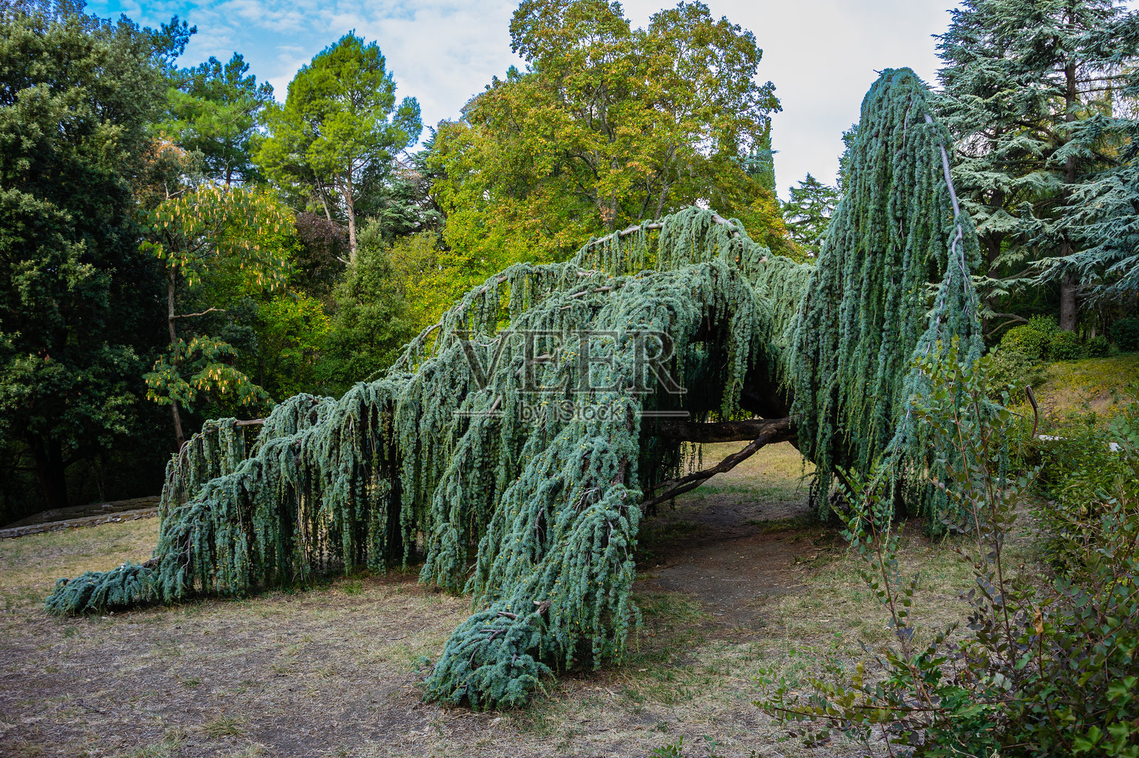 雄伟的垂枝蓝色阿特拉斯雪松(Cedrus atlantica Glauca Pendula)。近距离拍摄悬挂的树枝,背景是常青树。照片摄影图片