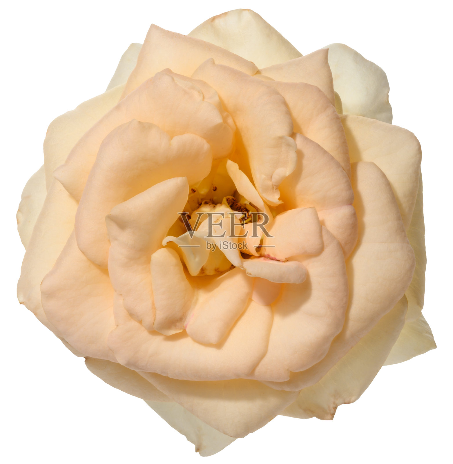 盛开的奶油玫瑰花蕾,背景为纯色隔离图。照片摄影图片