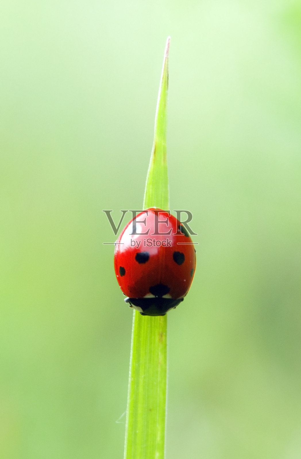 七星瓢虫(Coccinella septempunctata)栖息在一片草叶上照片摄影图片