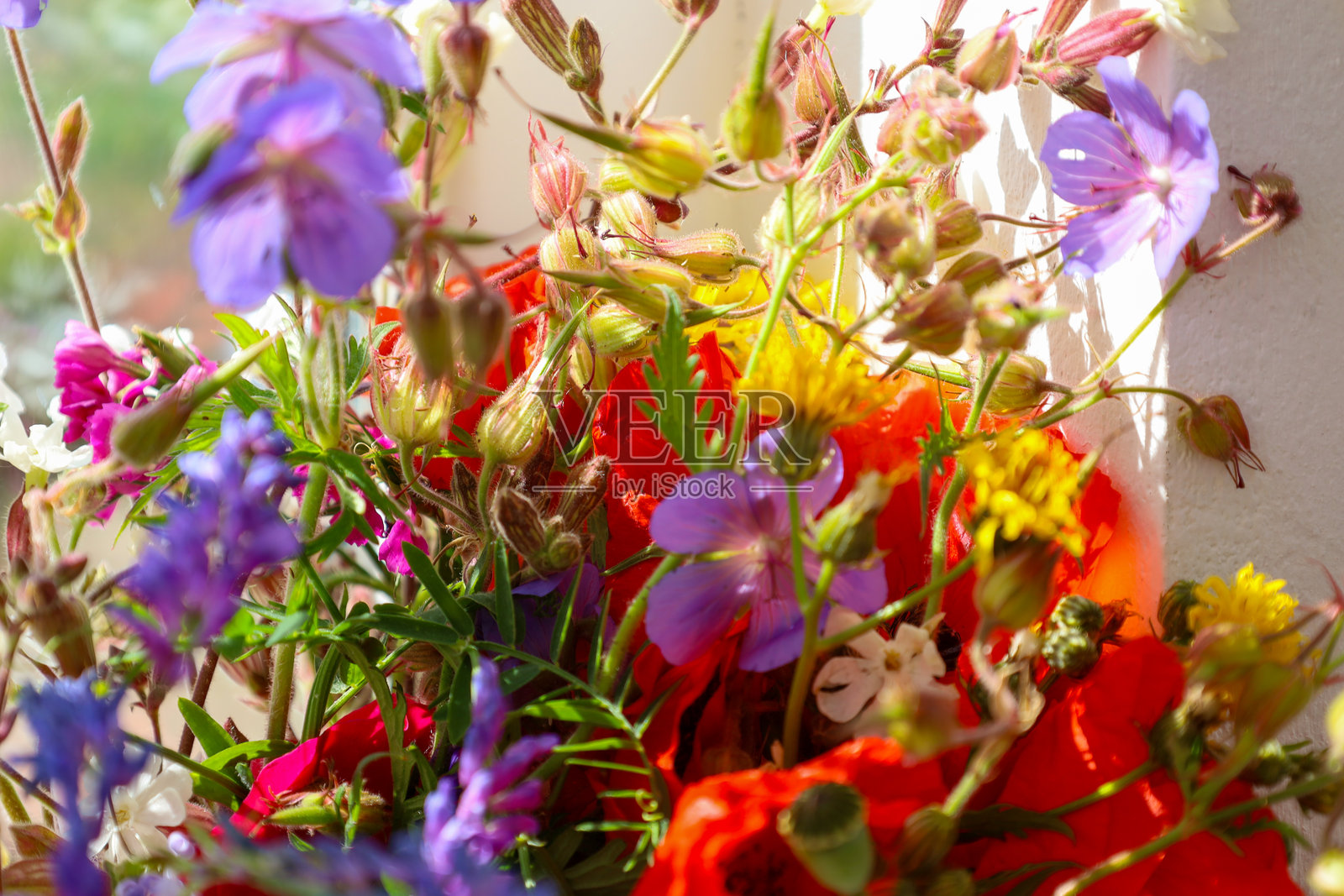 一束生机勃勃的野花带来快乐和清新。阳光照耀着细腻的花瓣和花蕾,营造出节日的氛围和夏天的感觉。照片摄影图片