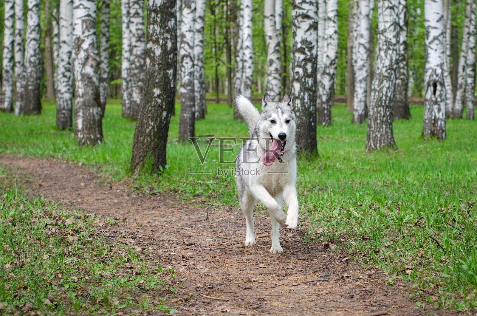 西伯利亚哈士奇在白桦林小径上奔跑照片摄影图片