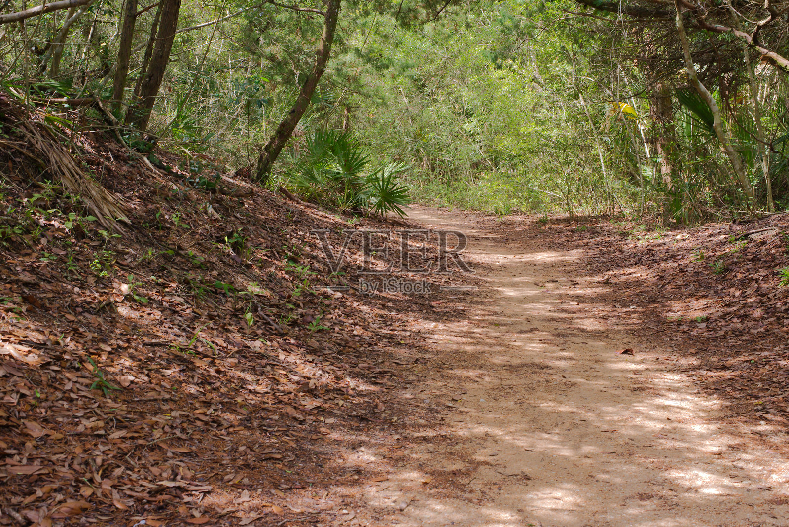 佛罗里达州森林自然区中宁静的徒步小径,周围环绕着树叶。照片摄影图片
