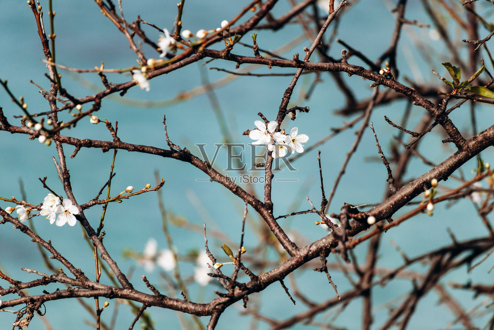 圣玛格丽特岛上,树枝上的春天花朵与碧蓝的海洋相映成趣照片摄影图片