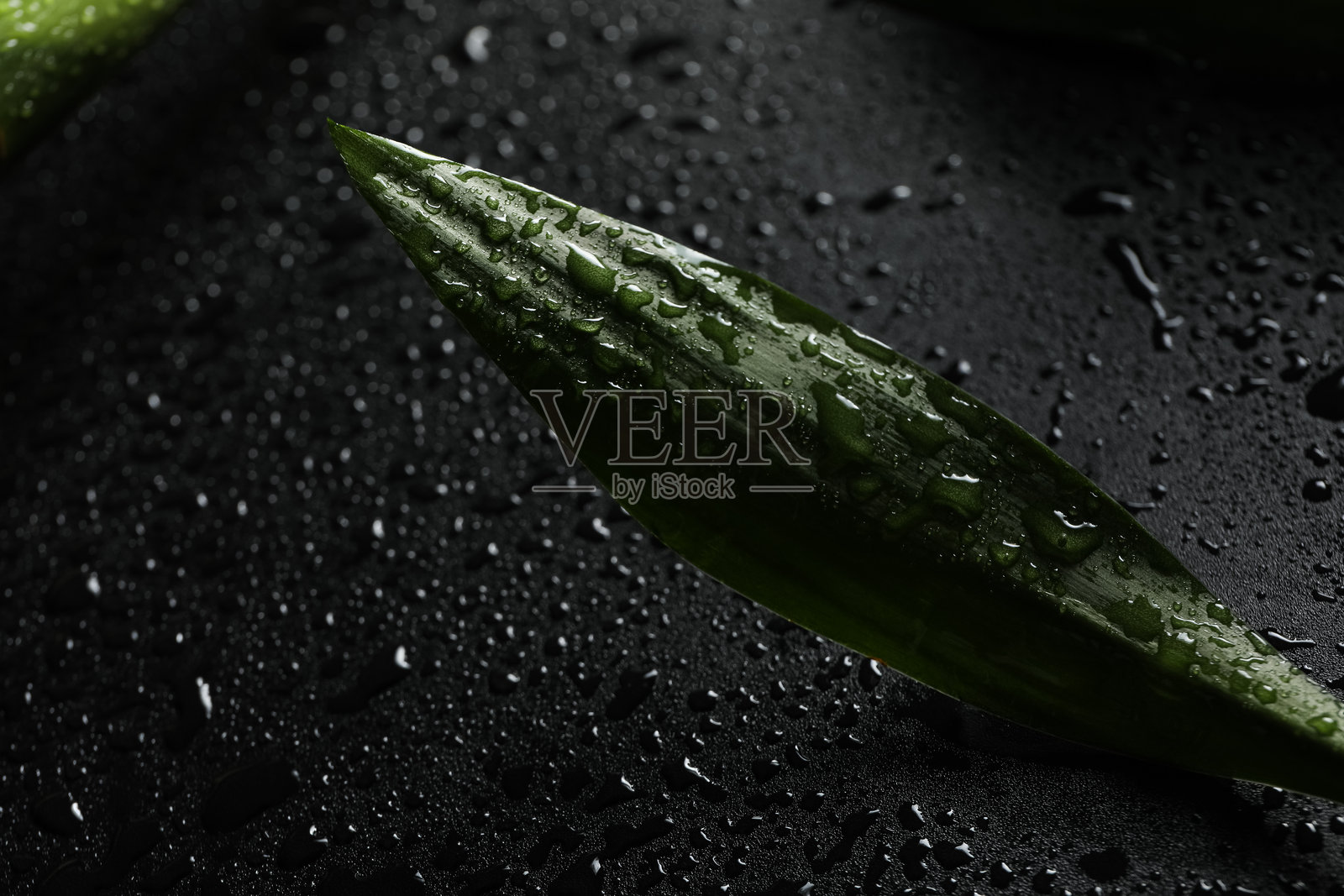 热带和夏季植物的概念 - 竹子照片摄影图片