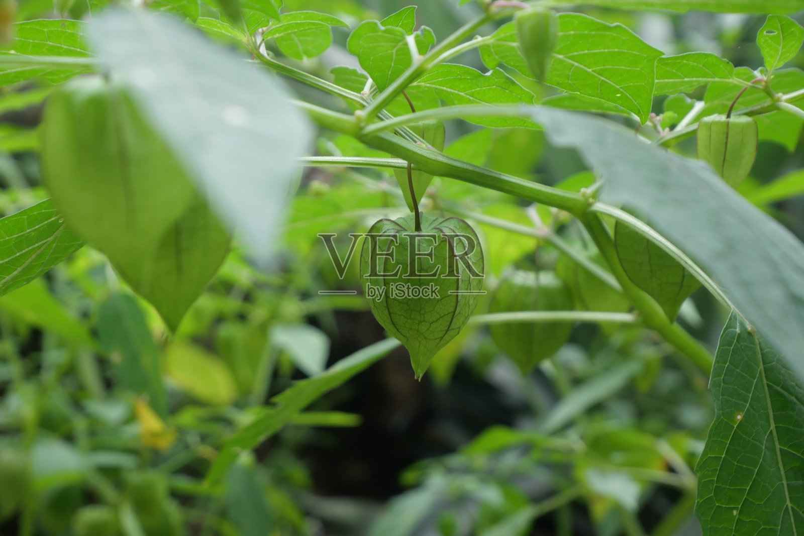 选择植物照片摄影图片