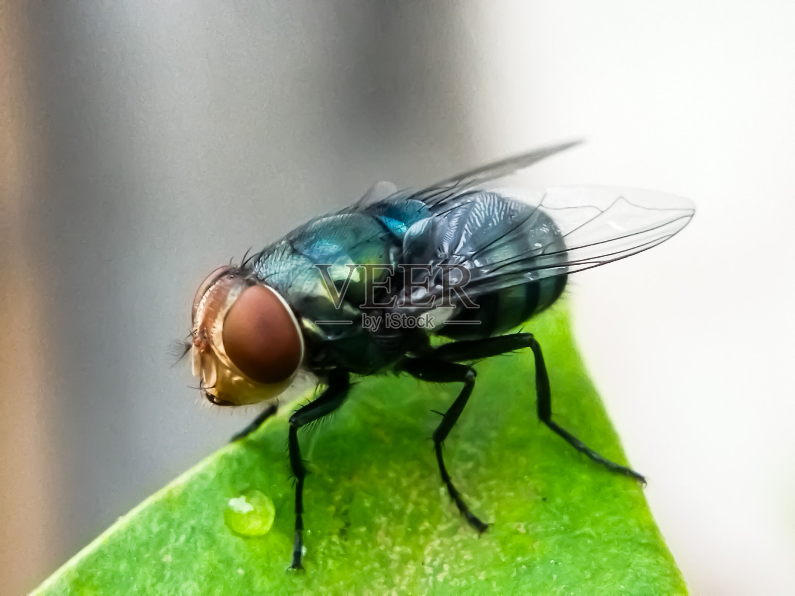 新世界螺旋蛆蝇(Cochliomyia hominivorax)是一种寄生蝇,以其幼虫(蛆)吞食活体组织的方式而闻名。照片摄影图片