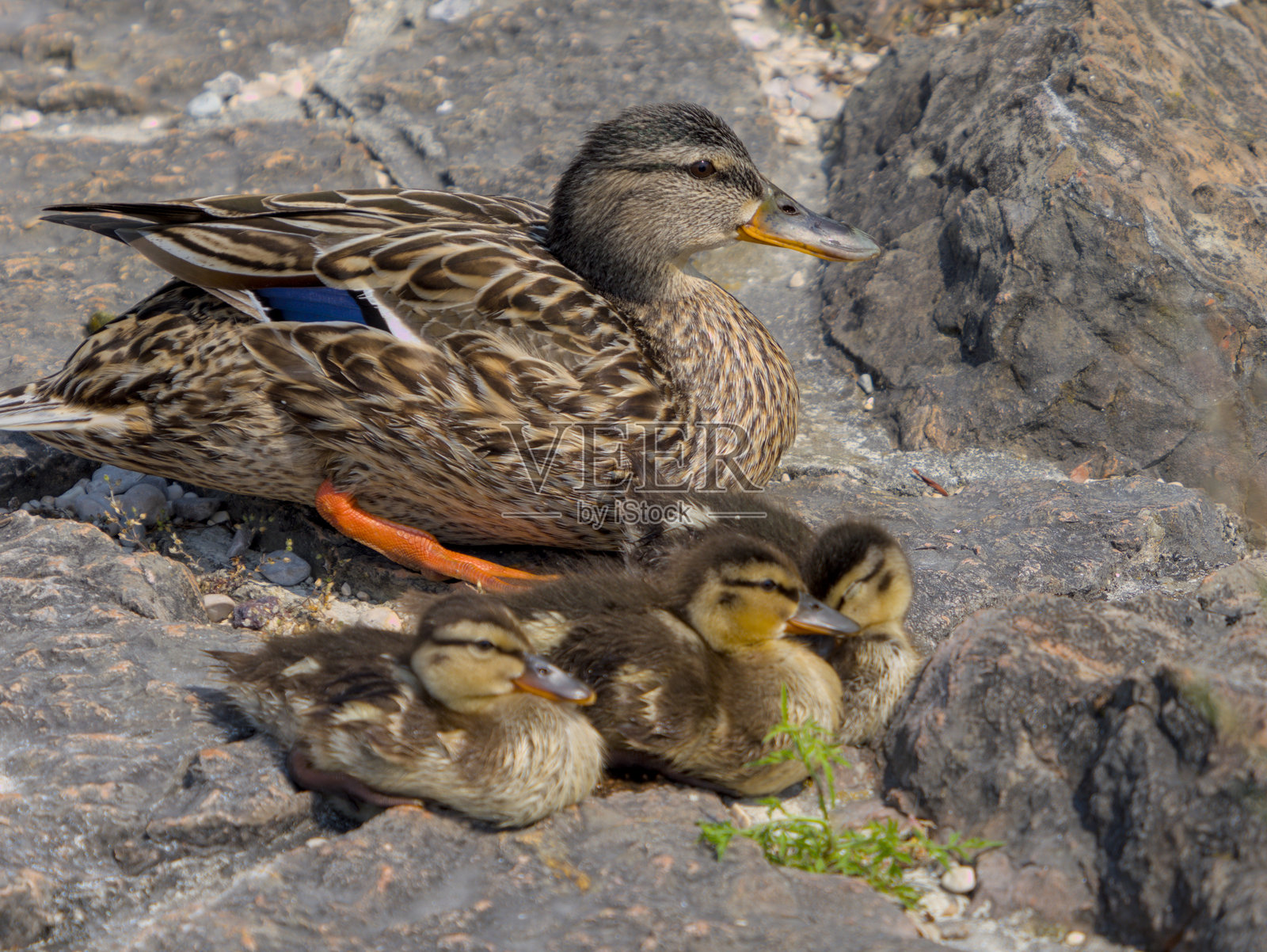 小鸭子照片摄影图片