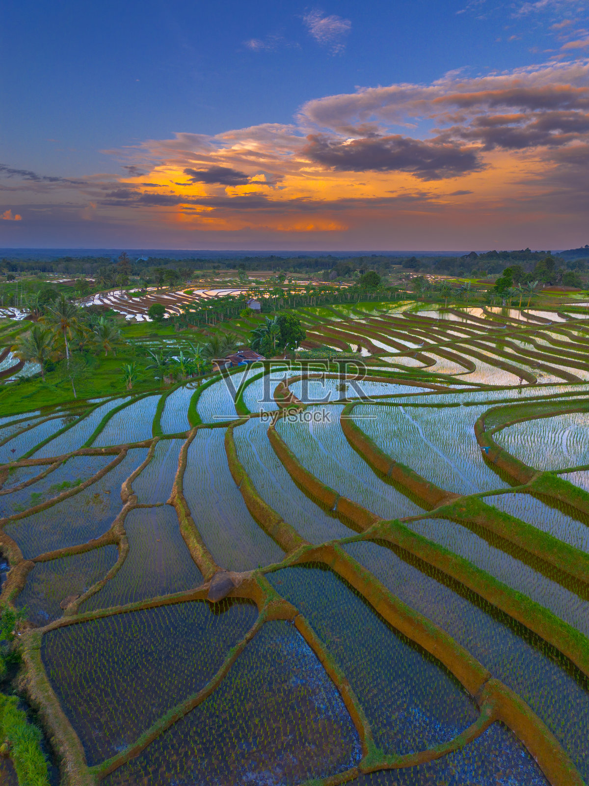 美丽的早晨景色,印度尼西亚全景,稻田与美丽的色彩和自然光的天空。照片摄影图片