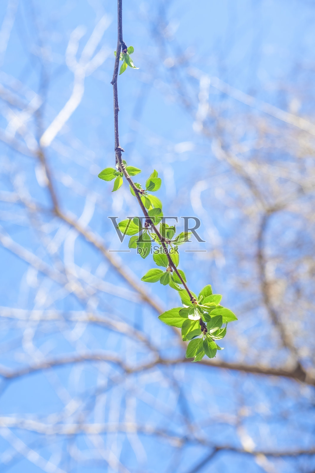 一根细枝上开满了嫩叶。春天,小叶子开始生长。照片摄影图片