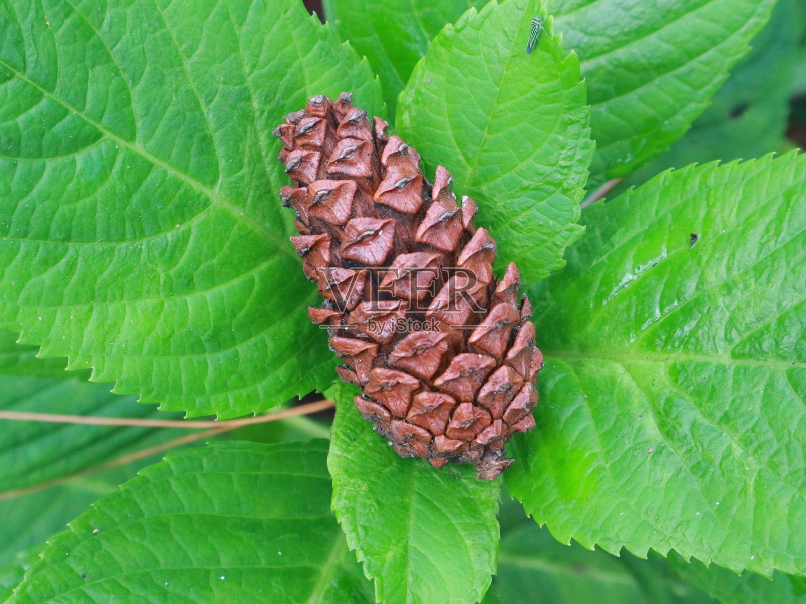 松果与叶子背景照片摄影图片