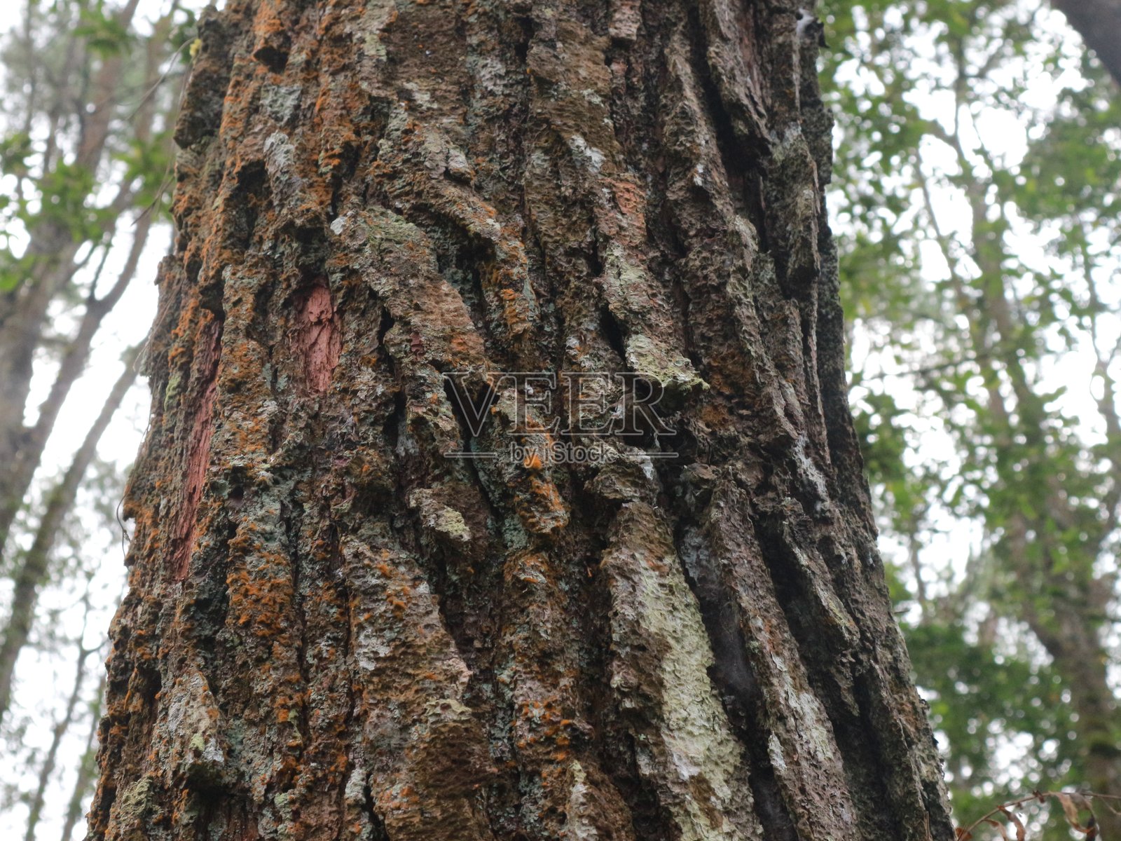 松树树皮纹理照片摄影图片