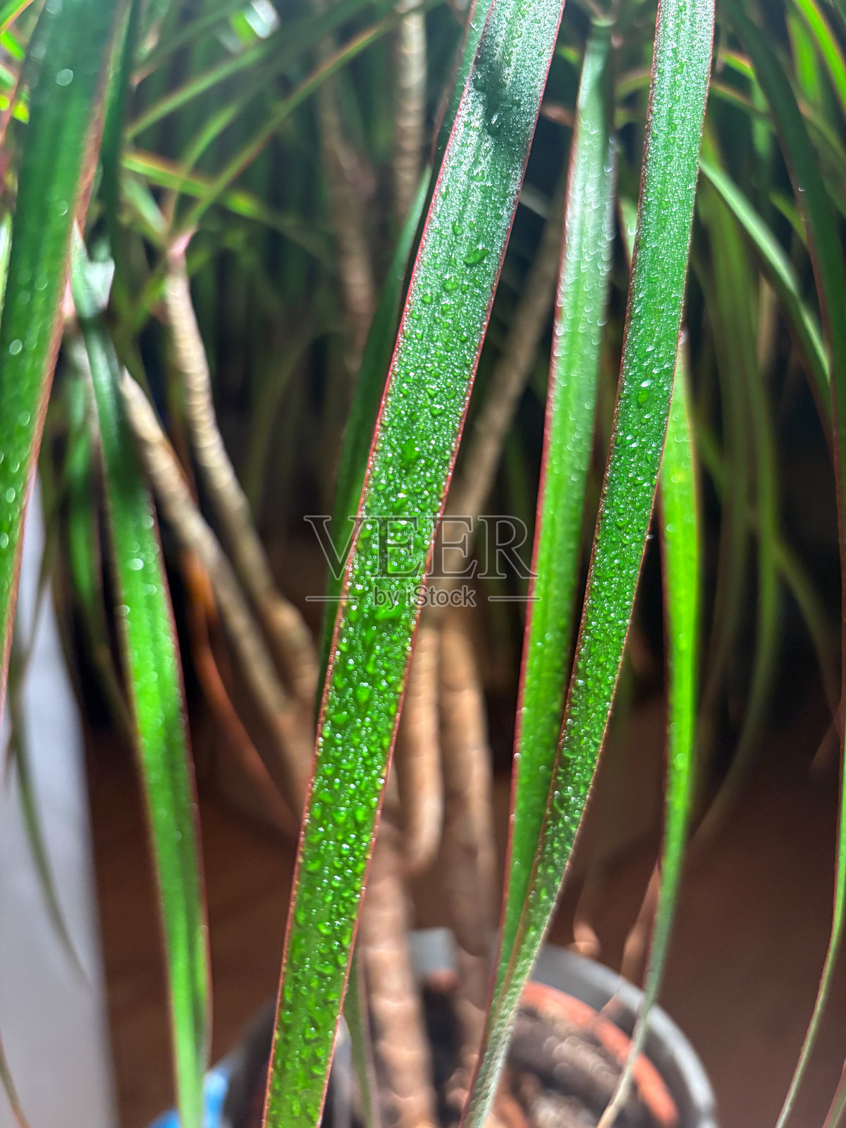 特写宏观镜头拍摄的生机勃勃的绿叶龙血树叶片,上面覆盖着水珠。照片摄影图片