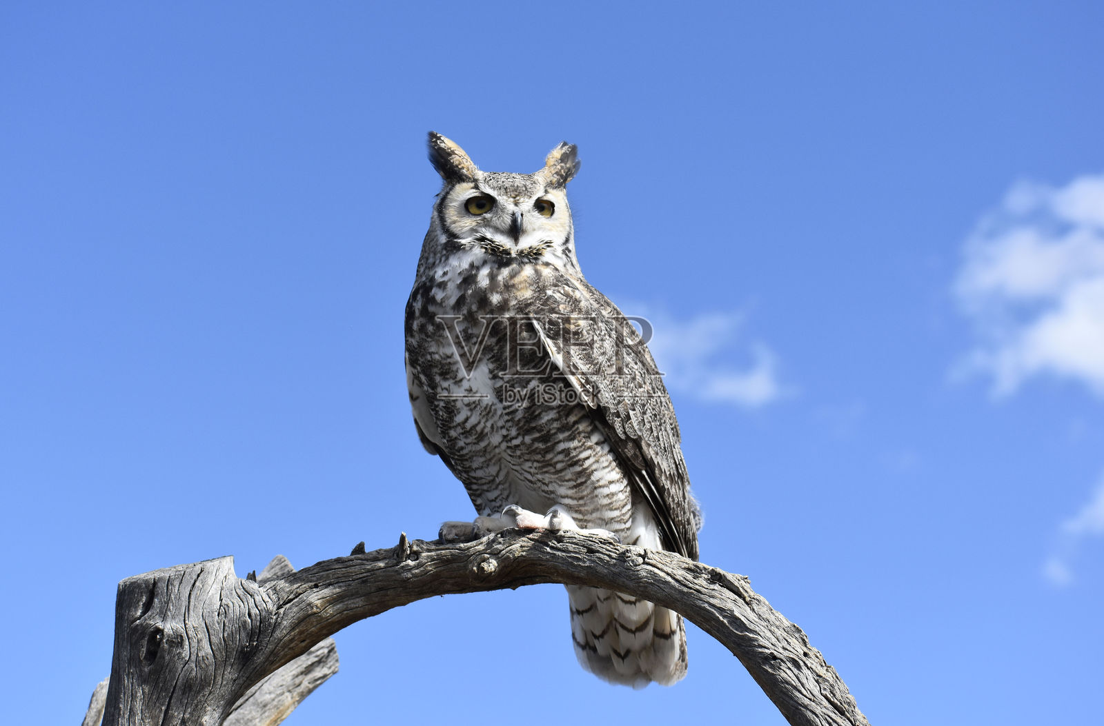 正面朝向的大角猫头鹰照片摄影图片