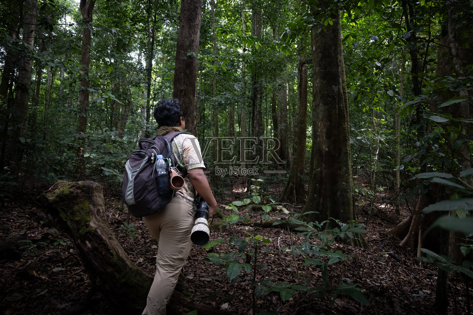 自然中的鸟类观察者-库存照片照片摄影图片