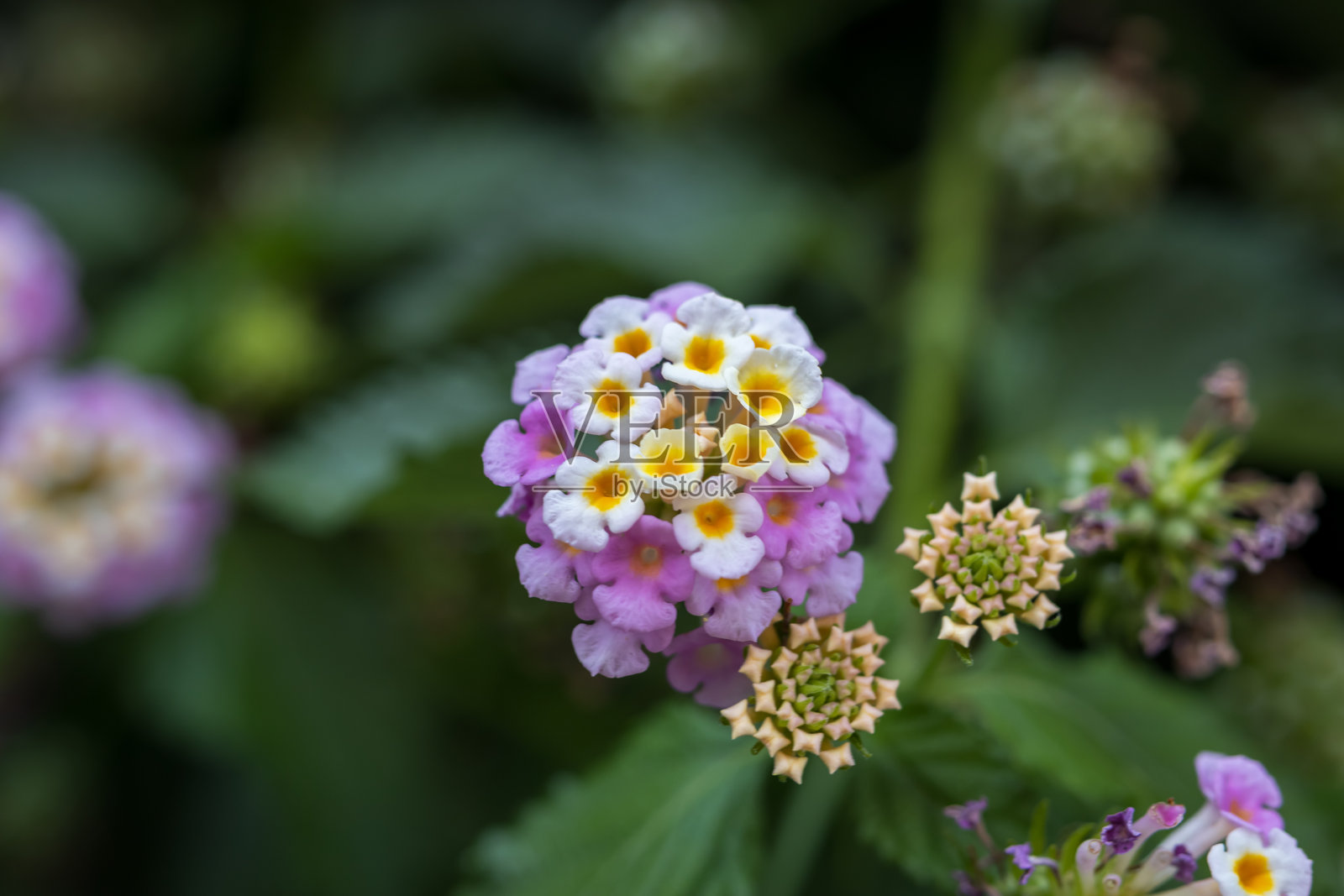 绚丽的马缨丹花盛开照片摄影图片