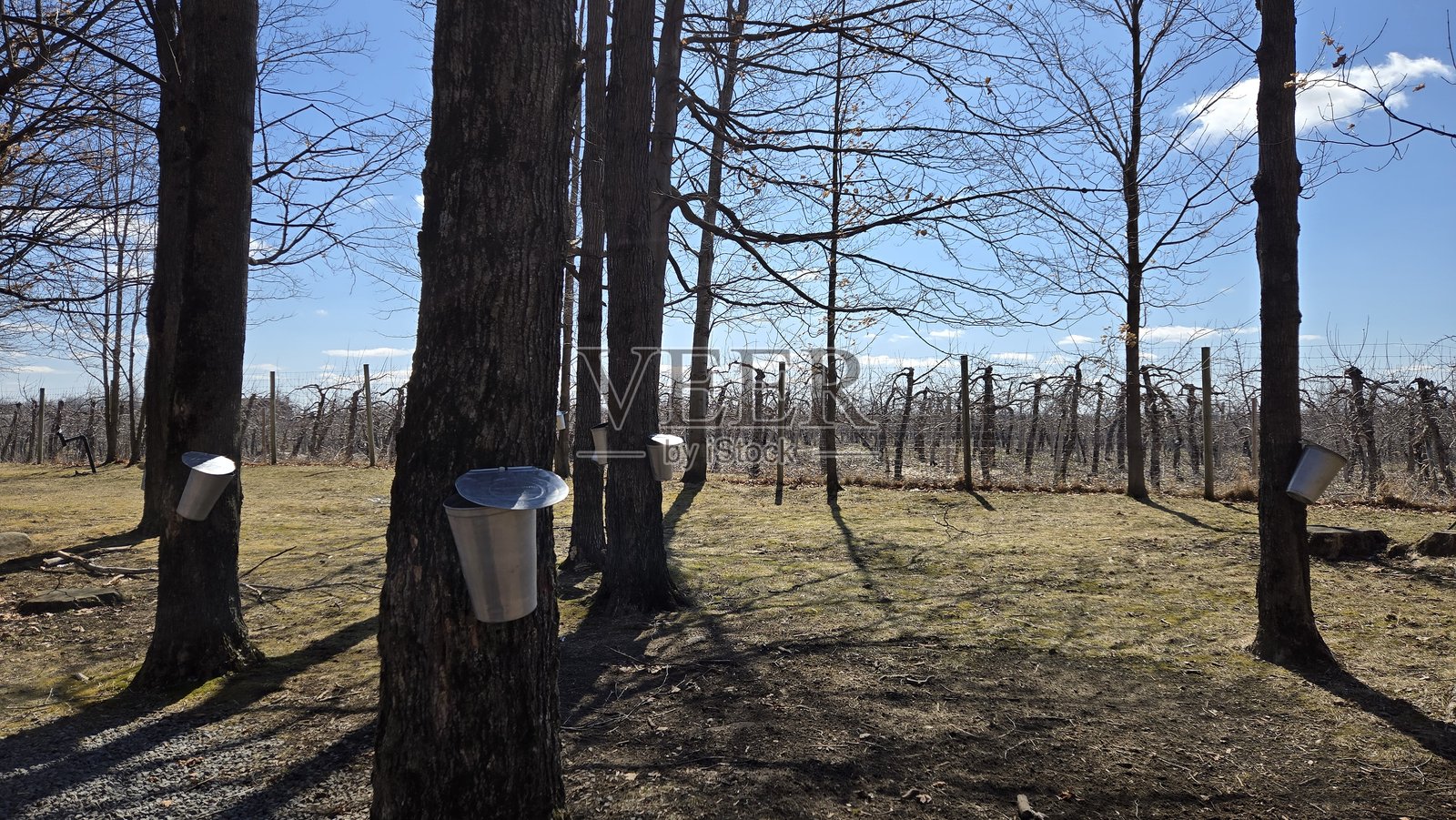 枫树林 - 竖版照片摄影图片