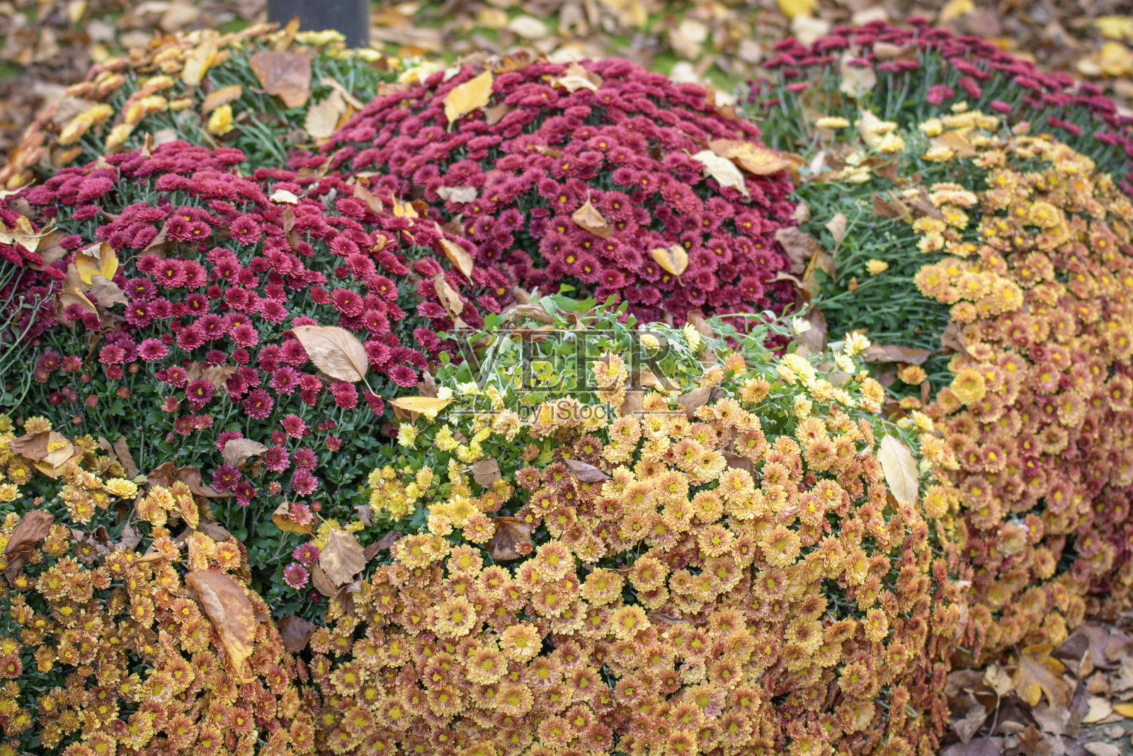 秋天花园中红色和黄色的菊花与飘落的秋叶相结合照片摄影图片