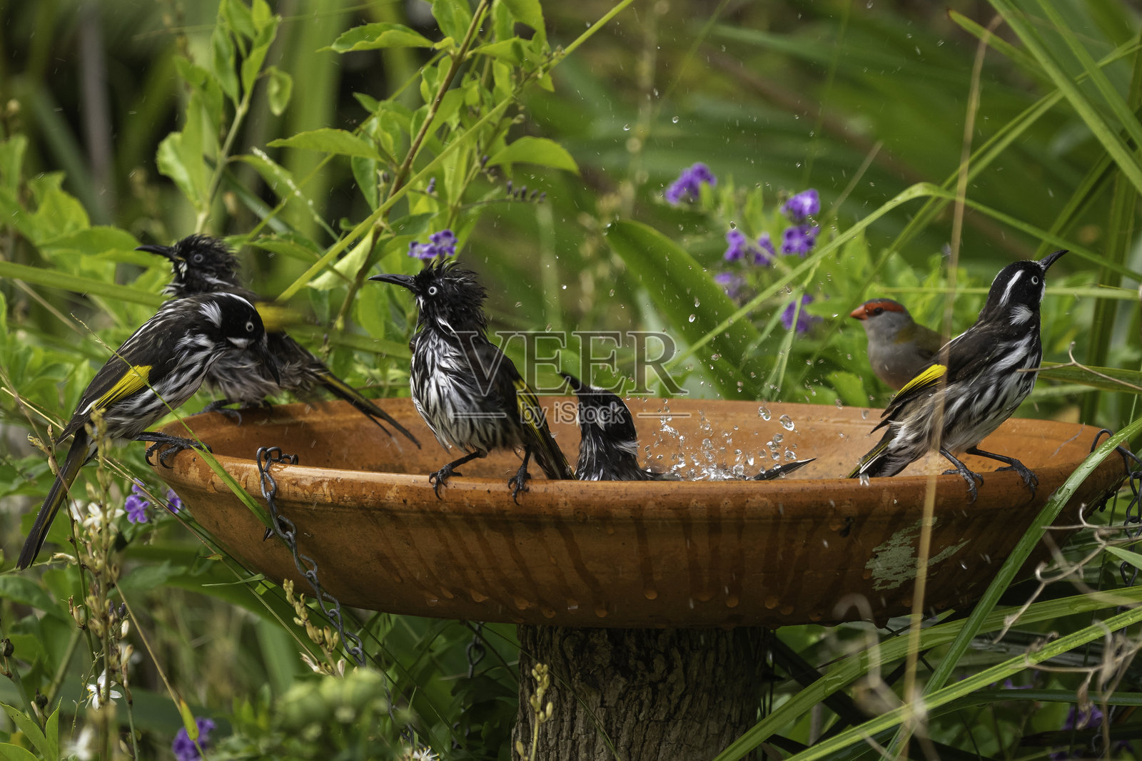 新荷兰蜜雀(Phylidonyris novaehollandiae)在鸟浴中,纳鲁马,新南威尔士州,2025年1月照片摄影图片