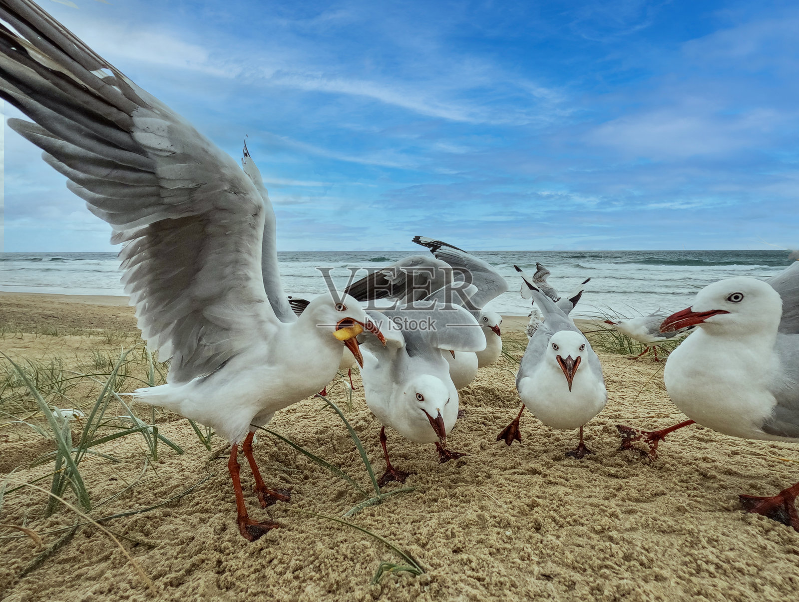 一群海鸥在白色沙滩上。一只海鸥嘴里叼着一根薯条。翅膀张开,准备起飞。远处是海洋和蓝色的云朵天空。黄金海岸,昆士兰,澳大利亚。照片摄影图片