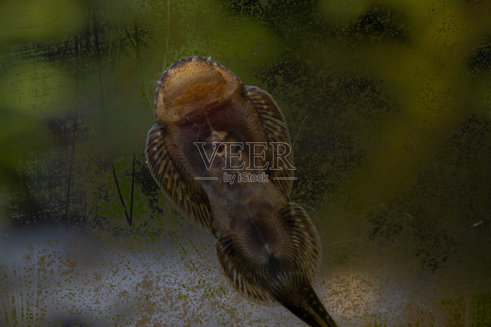 婆罗洲吸鱼在水族箱玻璃上清理藻类照片摄影图片