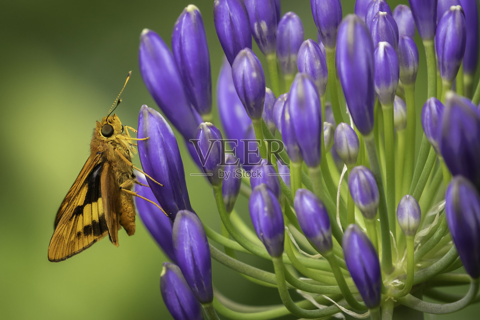 狭带草飞蛾(Ocybadistes flavovittatus)栖息在非洲百合上,纳鲁马,新南威尔士州,2024年12月照片摄影图片