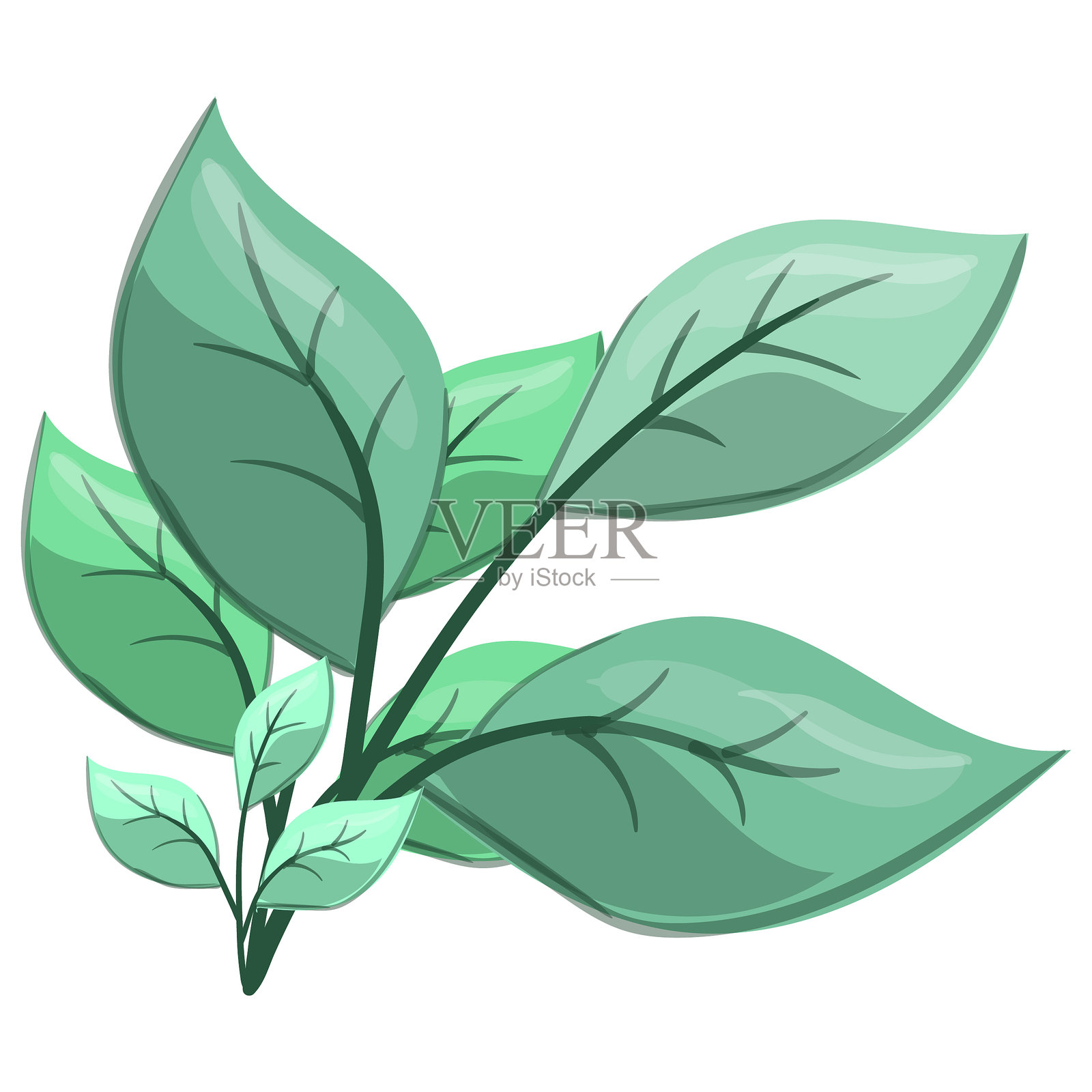 新鲜的叶柄插画图片素材