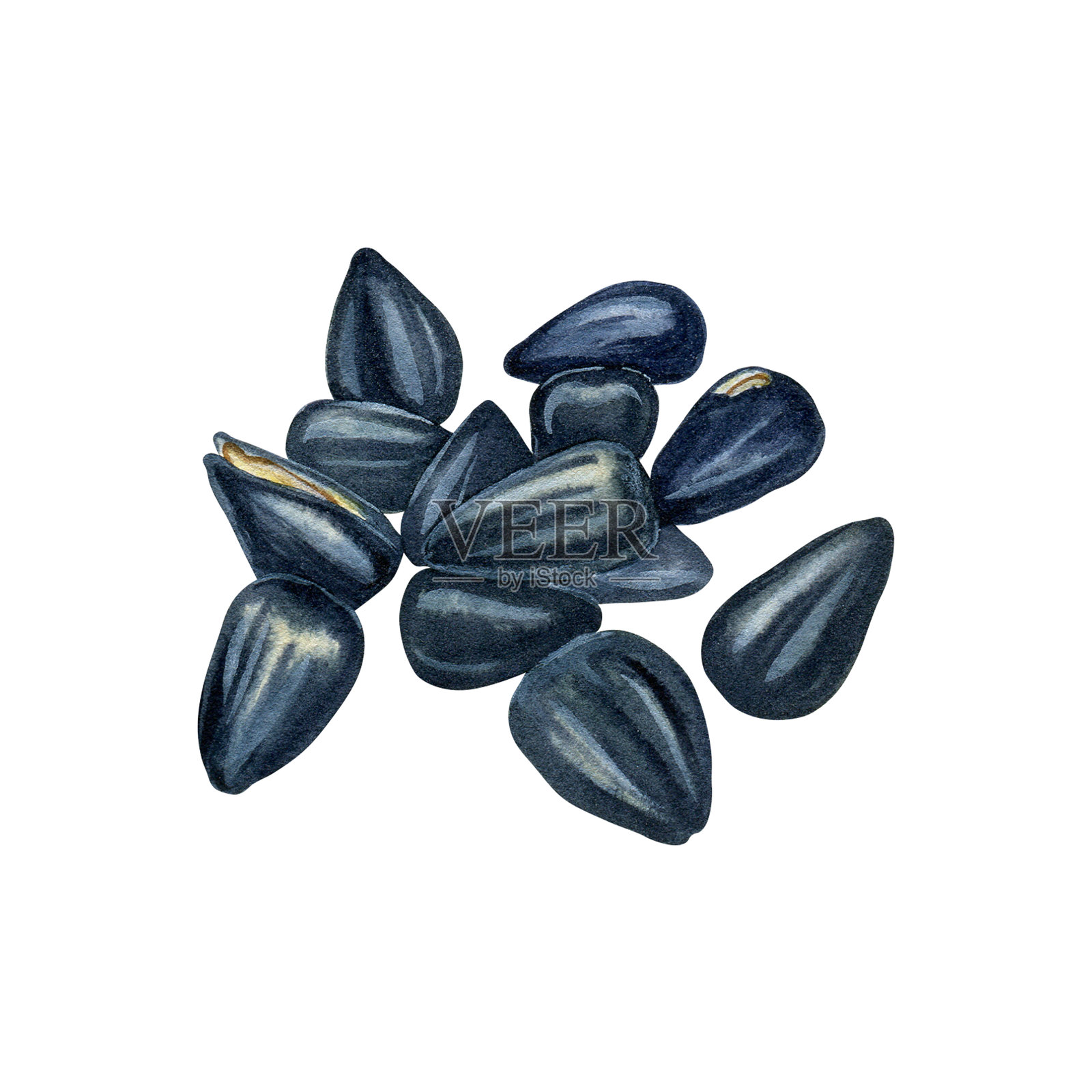 黑色有机葵花籽,营养丰富、美味健康的食品,油料生产的原材料。手绘孤立物体的组合,水彩插图。包装设计元素。插画图片素材