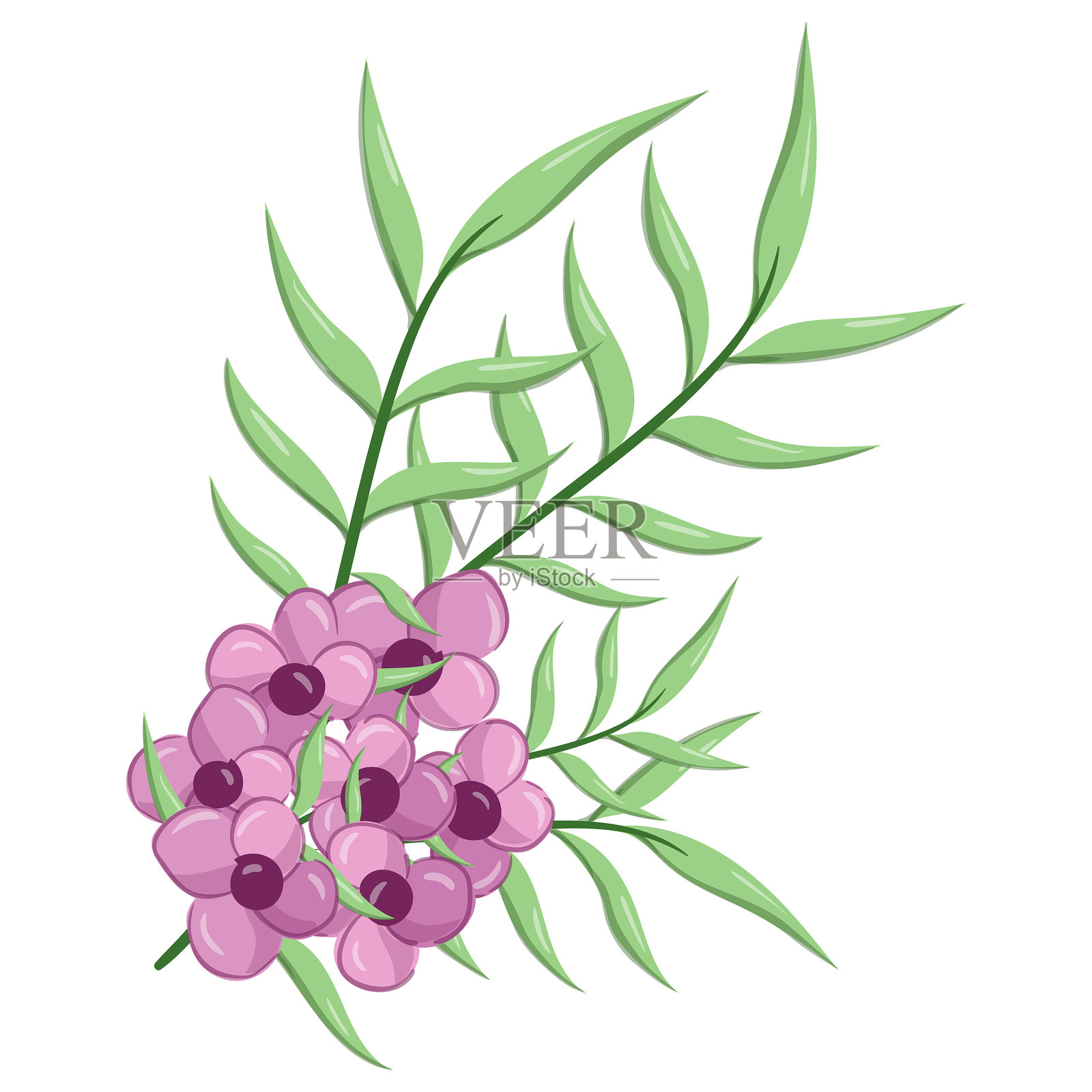 小花长叶杂草插画图片素材