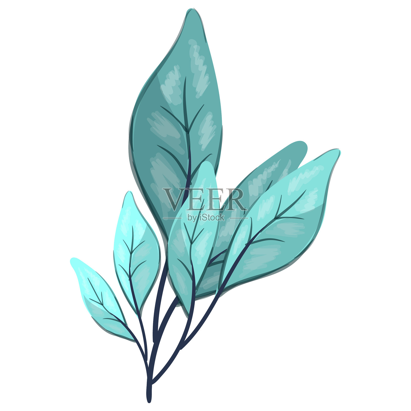 轮生叶排列插画图片素材