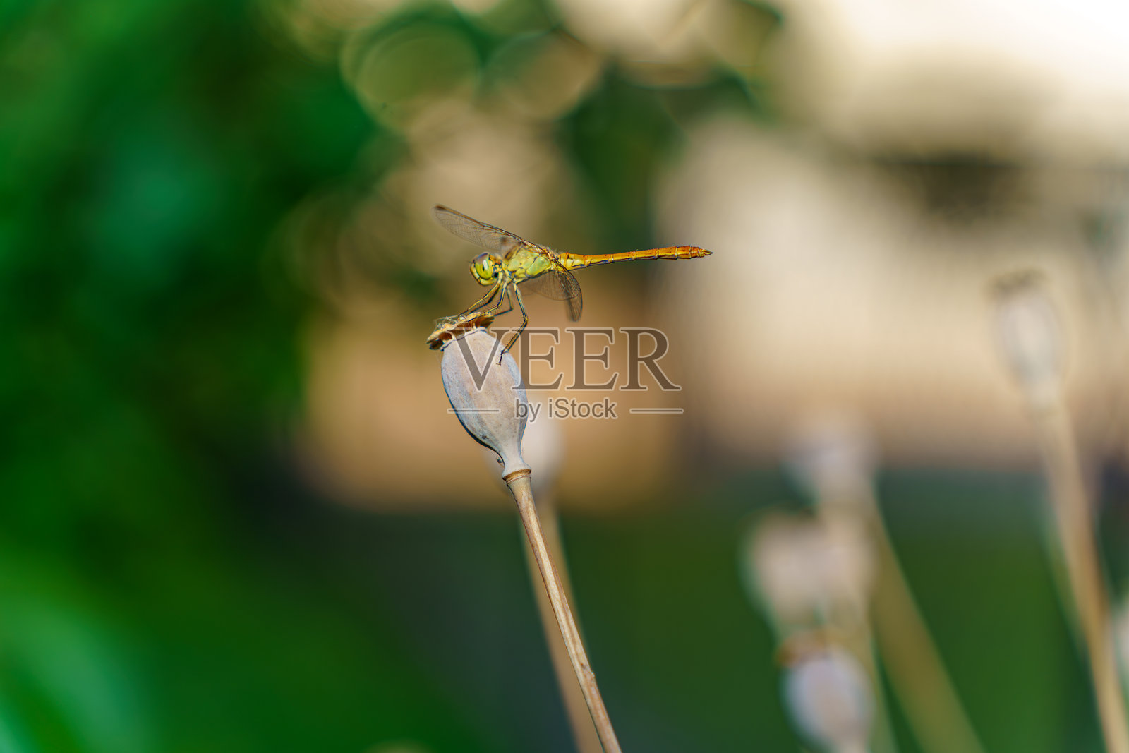 绿色蜻蜓栖息在干枯植物茎上,柔和自然光照射下照片摄影图片