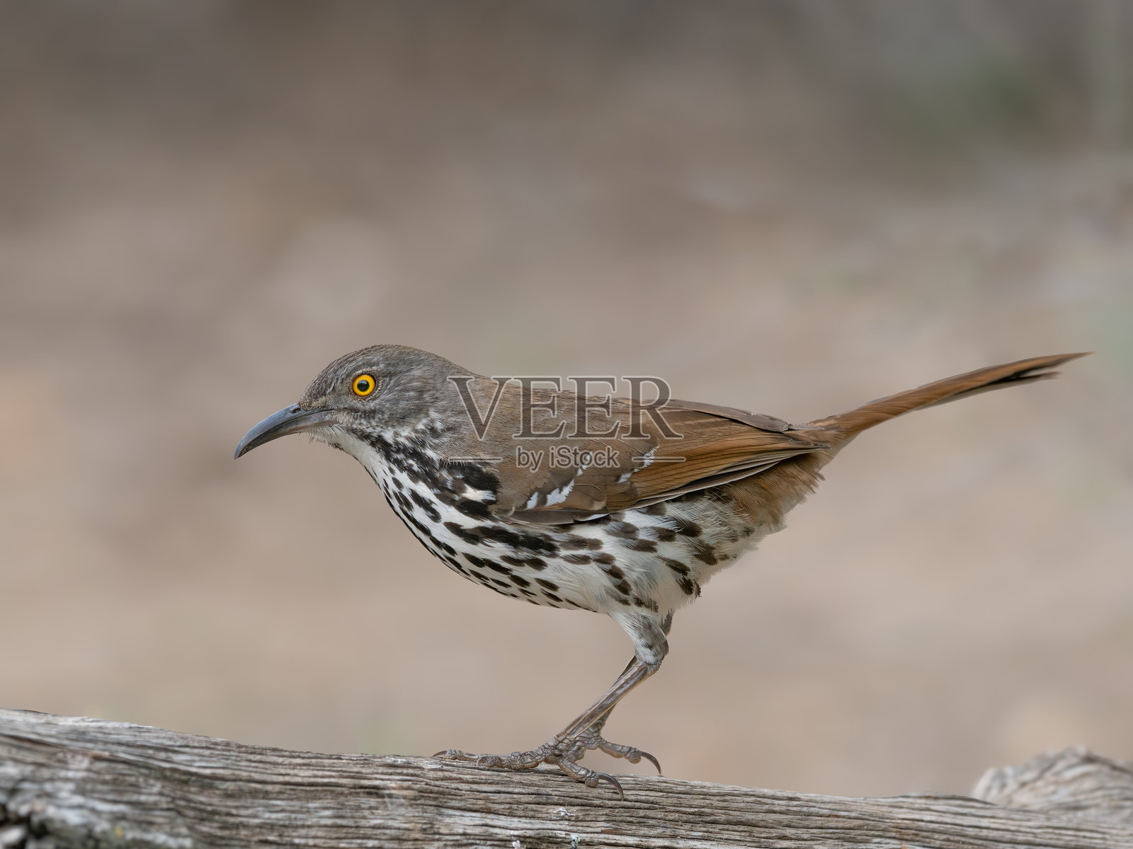 长嘴叨鸟站在原木上,侧面拍摄,背景虚化。照片摄影图片