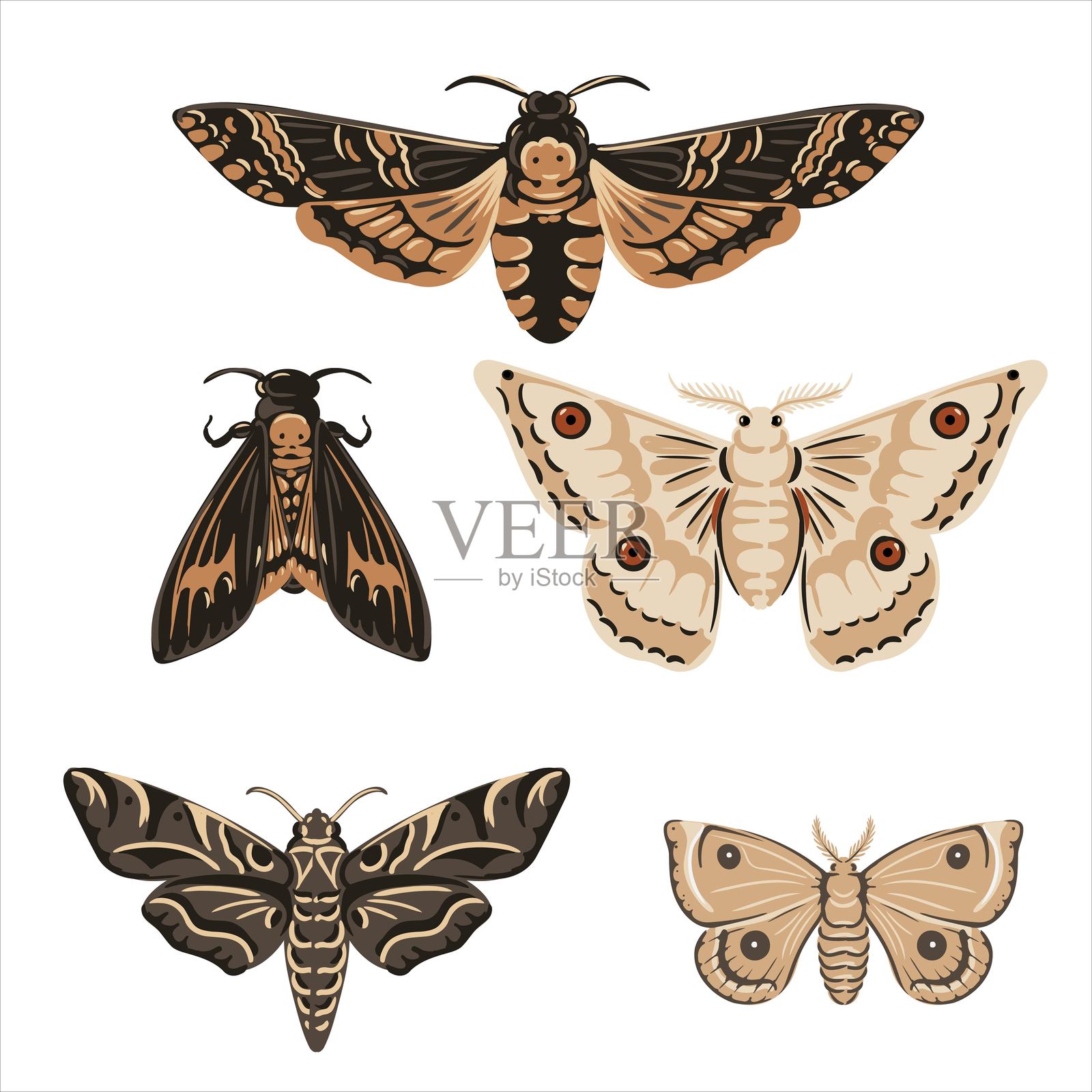 夜蛾的矢量绘图集插画图片素材