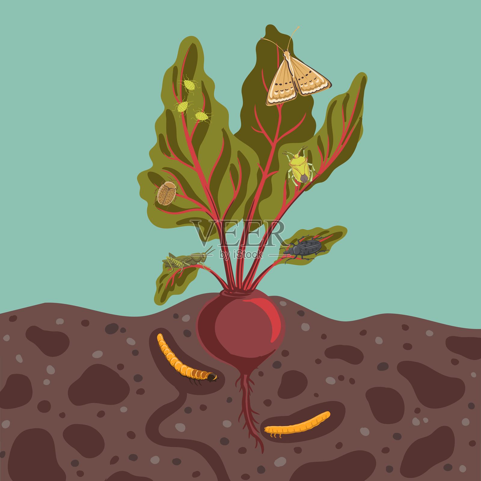 甜菜植物的矢量图绘制插画图片素材