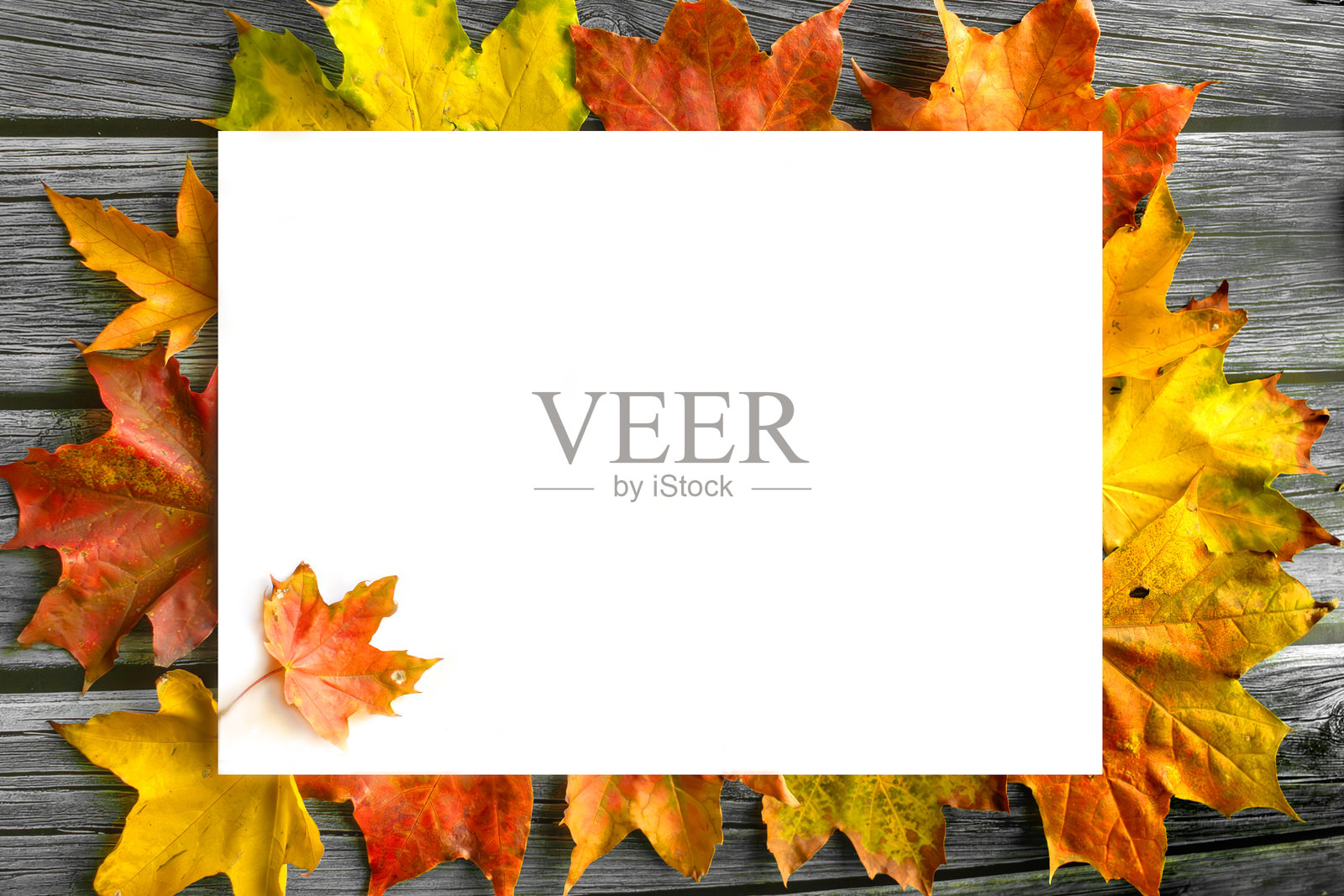 白色空白样板被五彩斑斓的秋叶环绕,背景为木质表面照片摄影图片