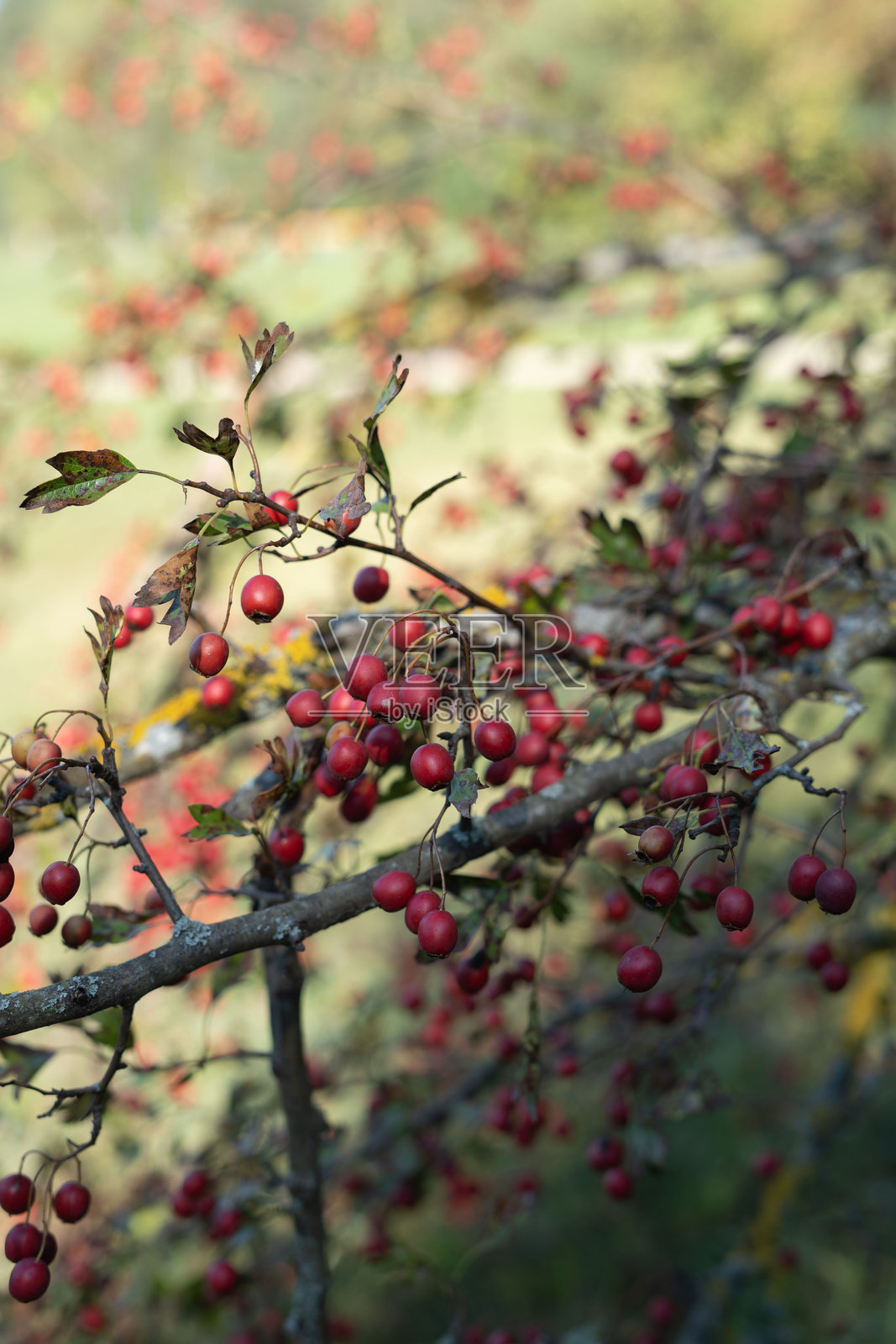 美丽的红色山楂果在细腻的枝条上,在自然阳光下展示出丰富的色彩和郁郁葱葱、充满活力的秋季风景的完美宁静。照片摄影图片