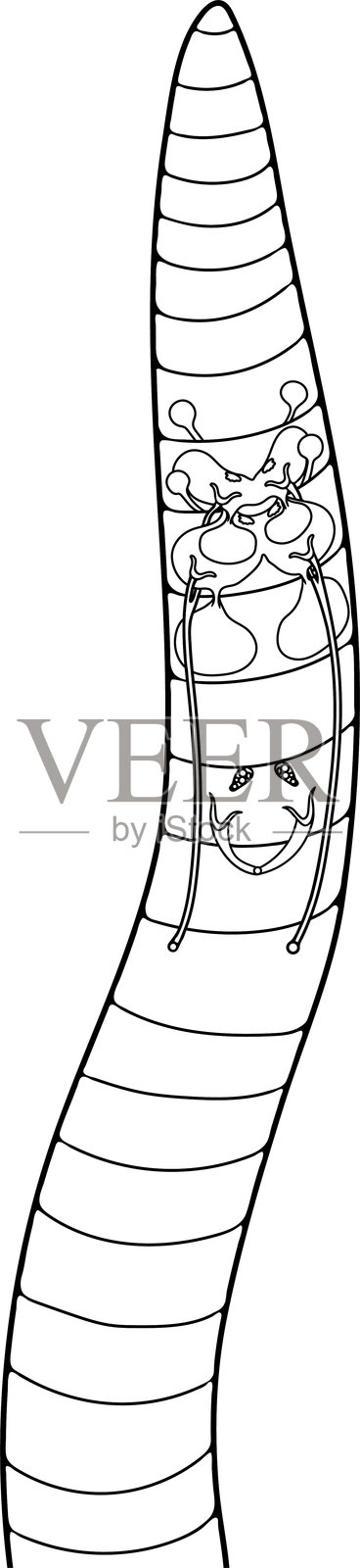 生物课用的蚯蚓生育系统示意图涂色页插画图片素材