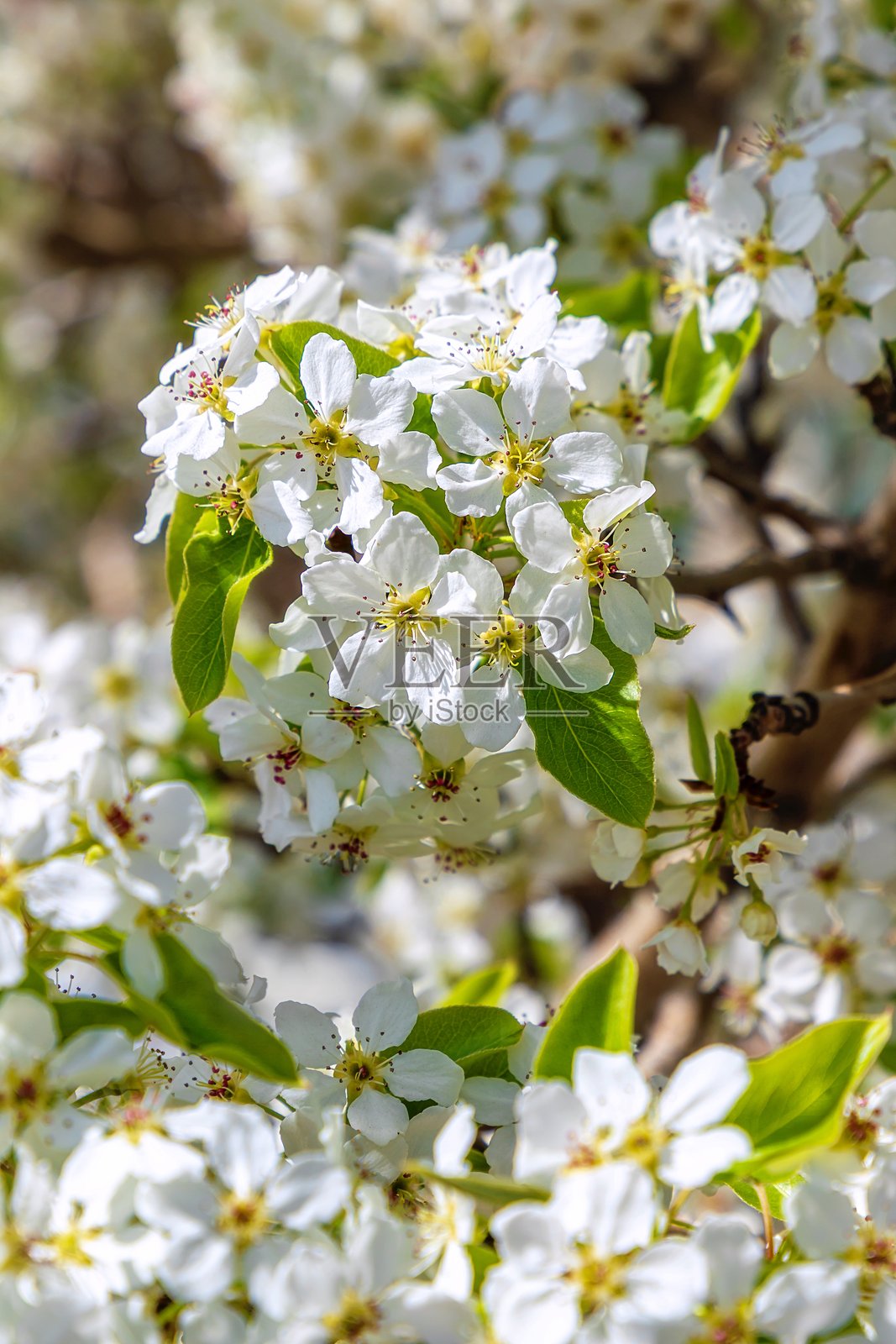 春天白色花朵盛开照片摄影图片