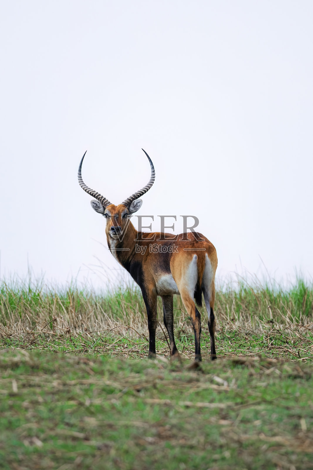 背对维多利亚瀑布的雄性莱茨羚羊(Kobus leche)照片摄影图片
