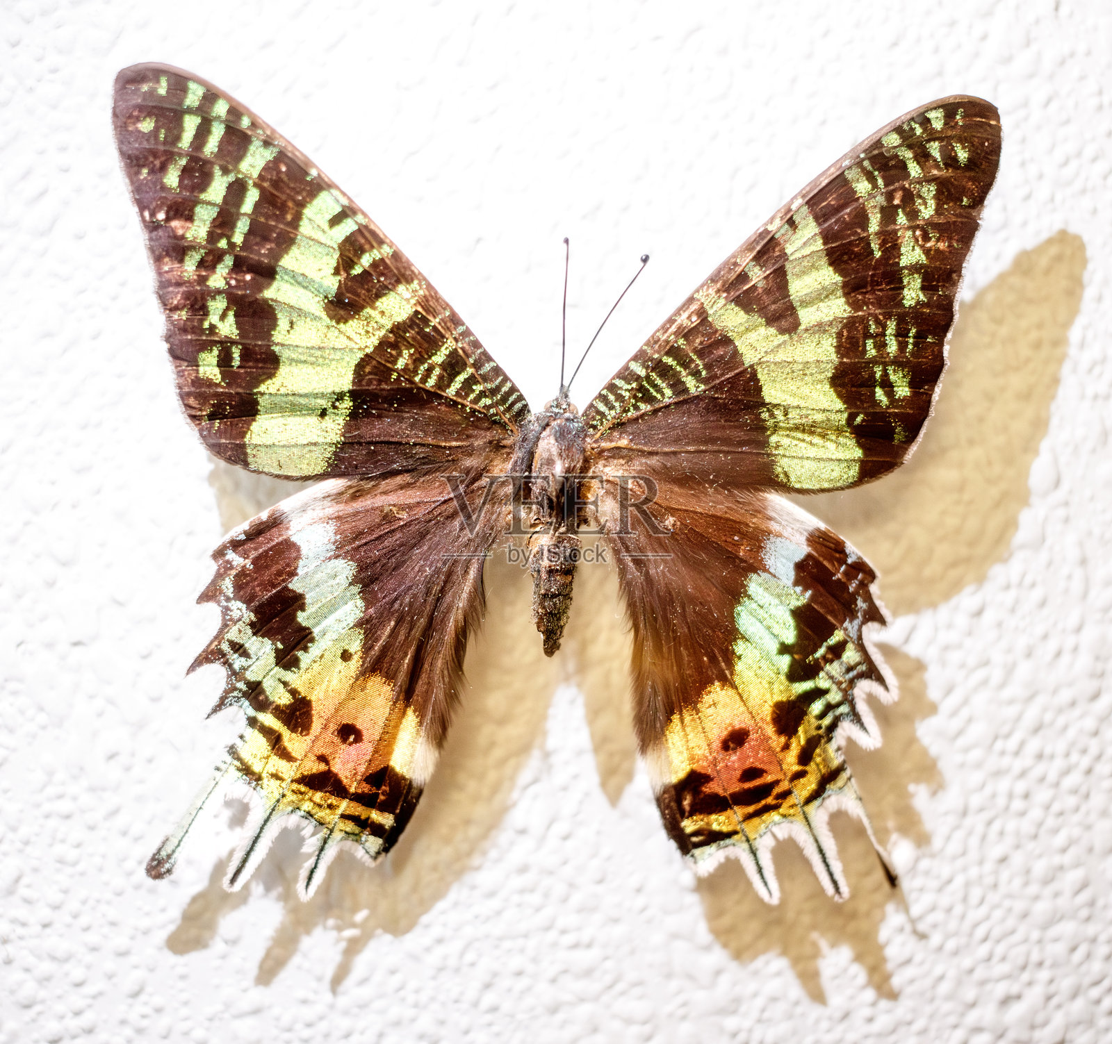 一只翅膀呈绿色和棕色的蝴蝶停在白色墙壁上照片摄影图片